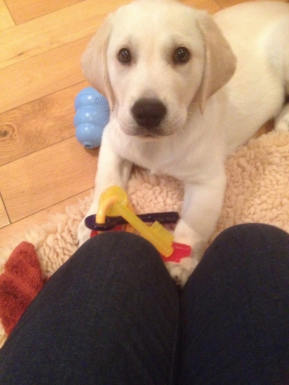 Ringo, a yellow labrador puppy, lays by a volunteer's knees and looks at the camera. He has a set of toy keys in his paws.
