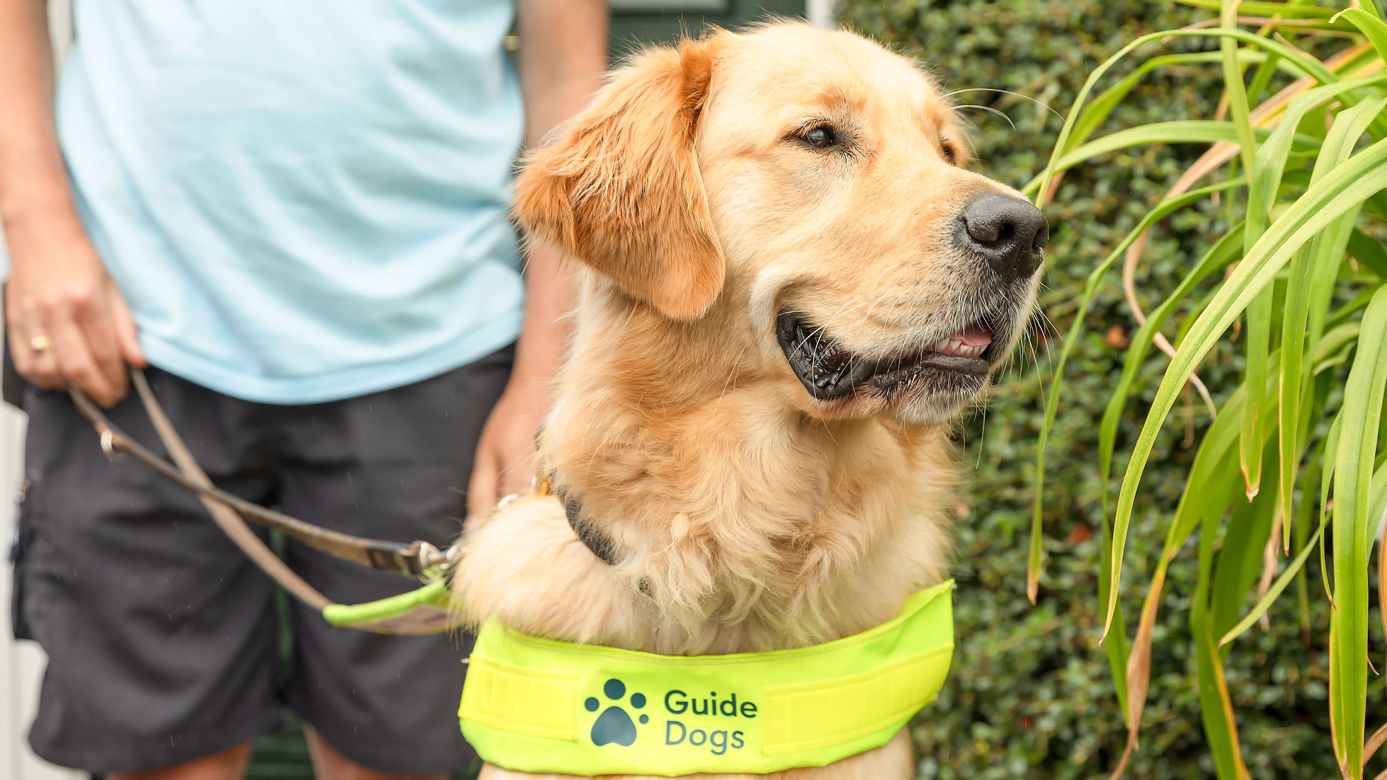 A close up of a golden retriever guide dog in harness, standing with a man in shorts