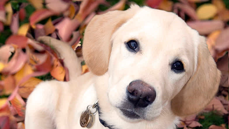 A Guide Dogs Labrador puppy sitting on grass surrounded by leaves