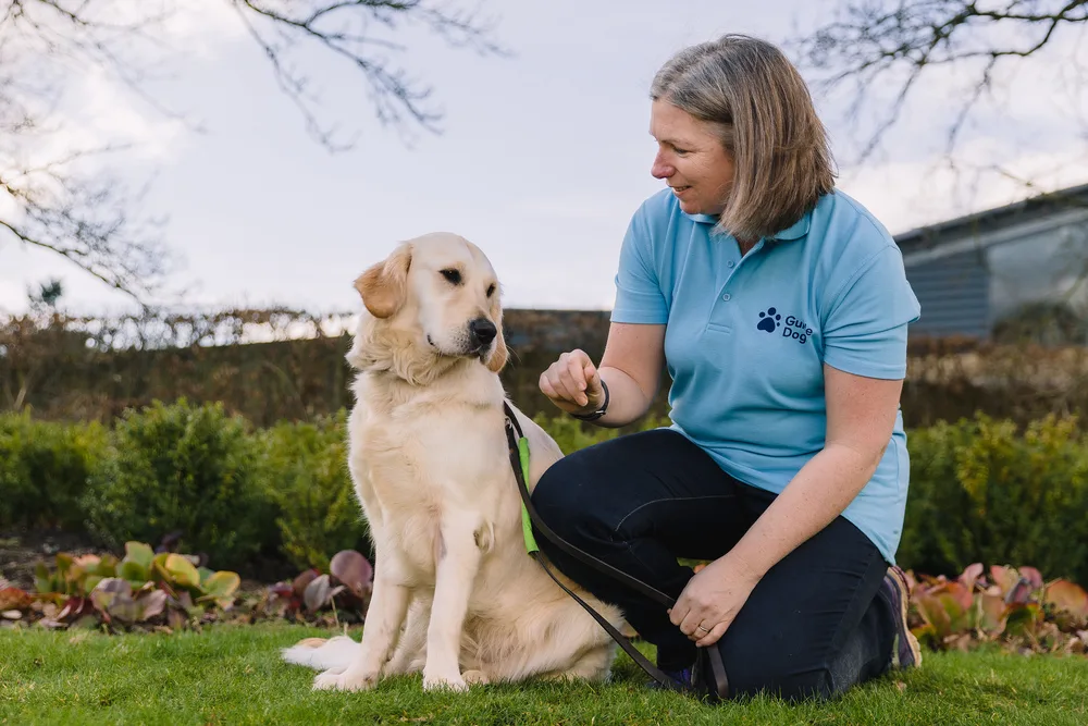 A volunteer kneels down next to a Labrador dog 