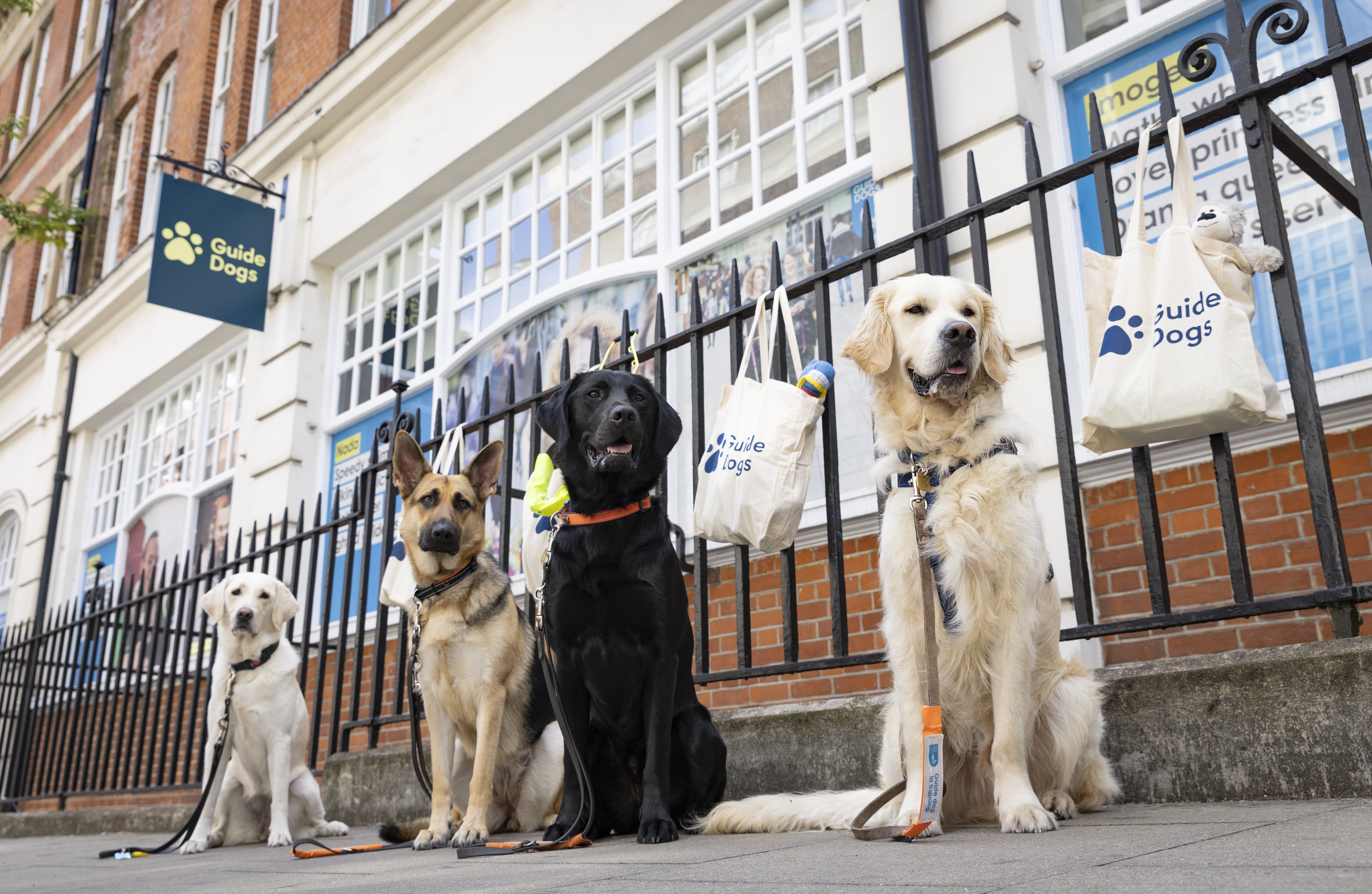 Four trainee guide dogs, a yellow lab x, a German shepherd, a black lab x and a golden retriever, sit in a line outside the Guide Dogs London office. Four tote bags full of toys are hanging on the iron railings behind them.