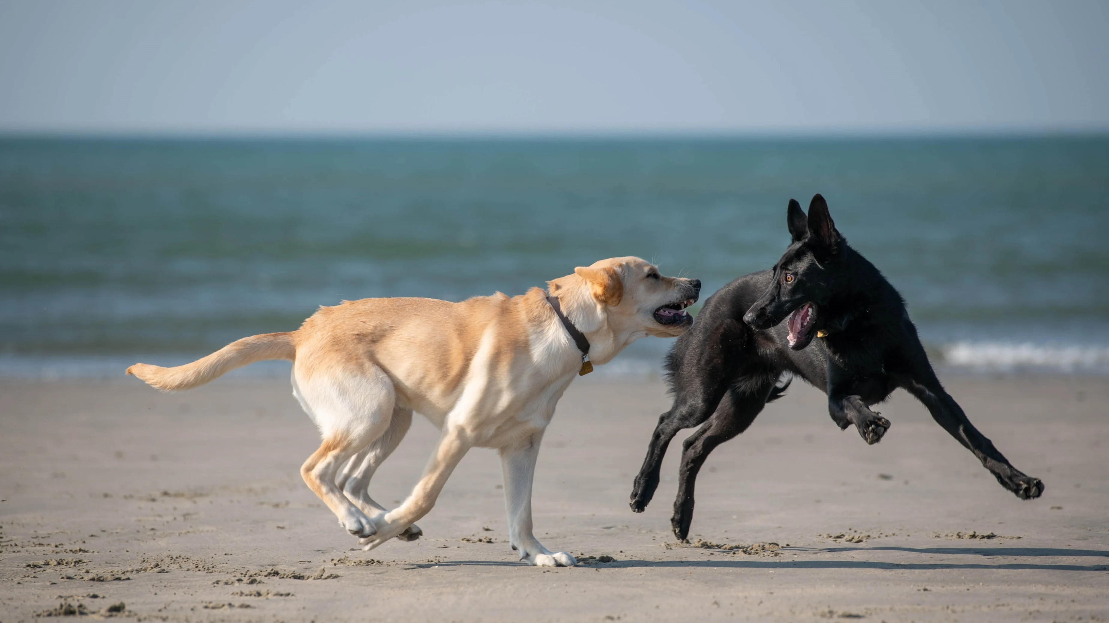 Six-month-old guide dog puppies Boston and Fizz play and run at the beach. Boston is a yellow Lab cross, and Fizz is a black German shepherd.