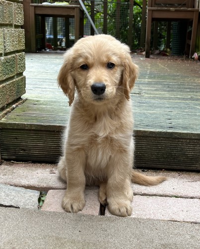 A fluffy golden retriever puppy with damp ears sits in front of a wooden deck area and looks at the camera.