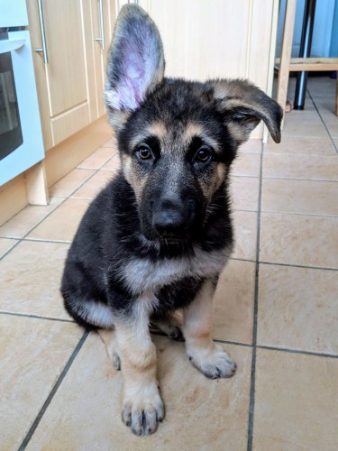 A German shepherd puppy sits on a tiled floor and looks at the camera. He has one ear pointing up and one floppy ear.