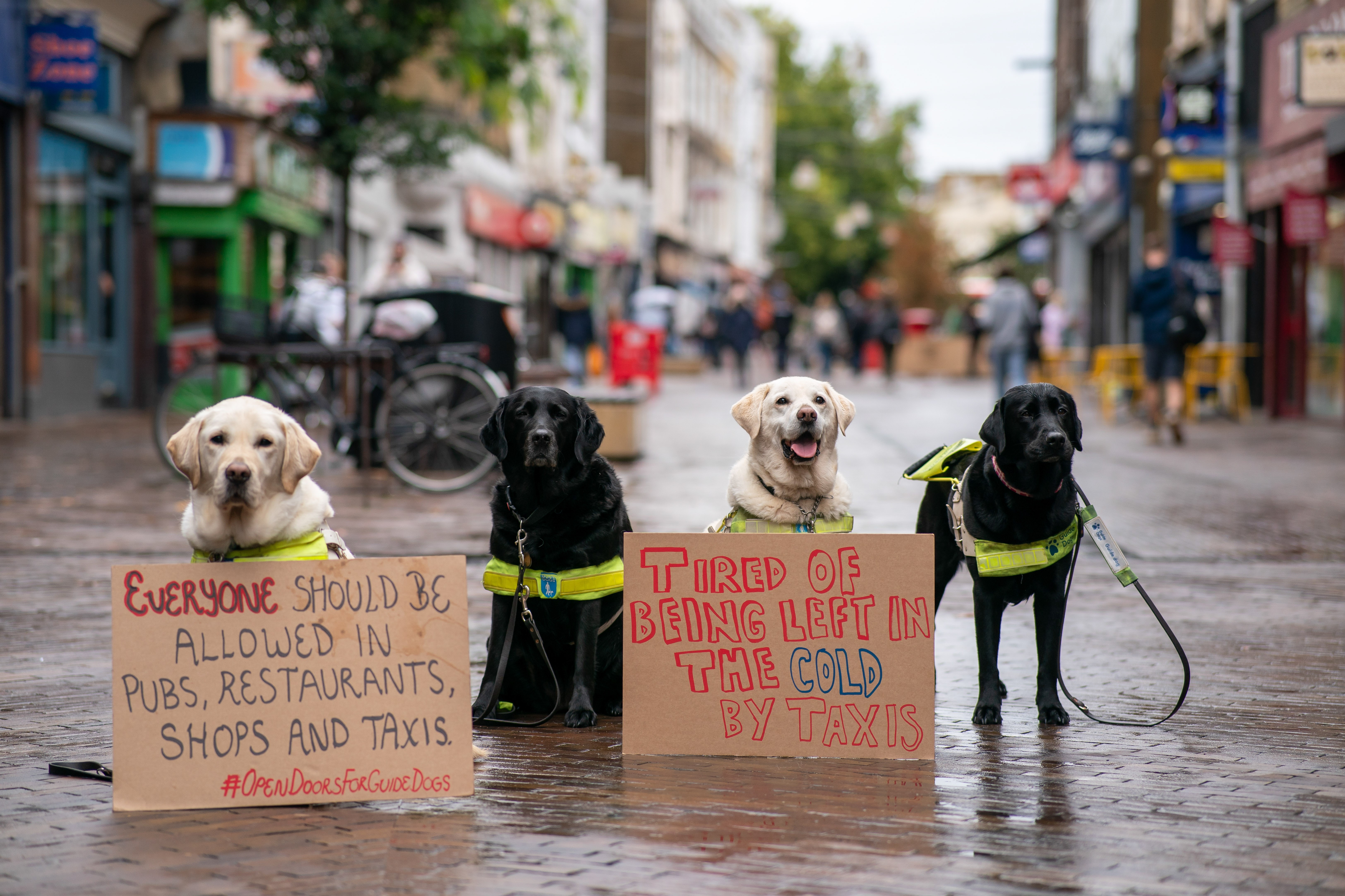 Guide dogs on high street with signs for Open Doors campaign 