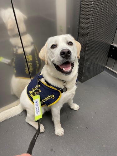 A yellow labrador wearing a Guide Dogs 'in training' jacket sits in a lift and smiles up at the camera.