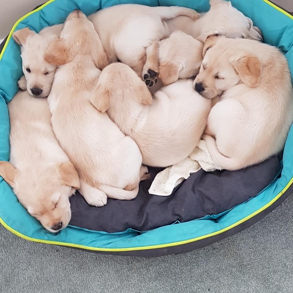 A litter of yellow labrador puppies sleep curled up together in a pile in their turquoise and grey bed.