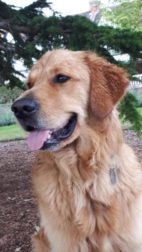 A fully grown young golden retriever sits in front of a large tree branch with his tongue out.