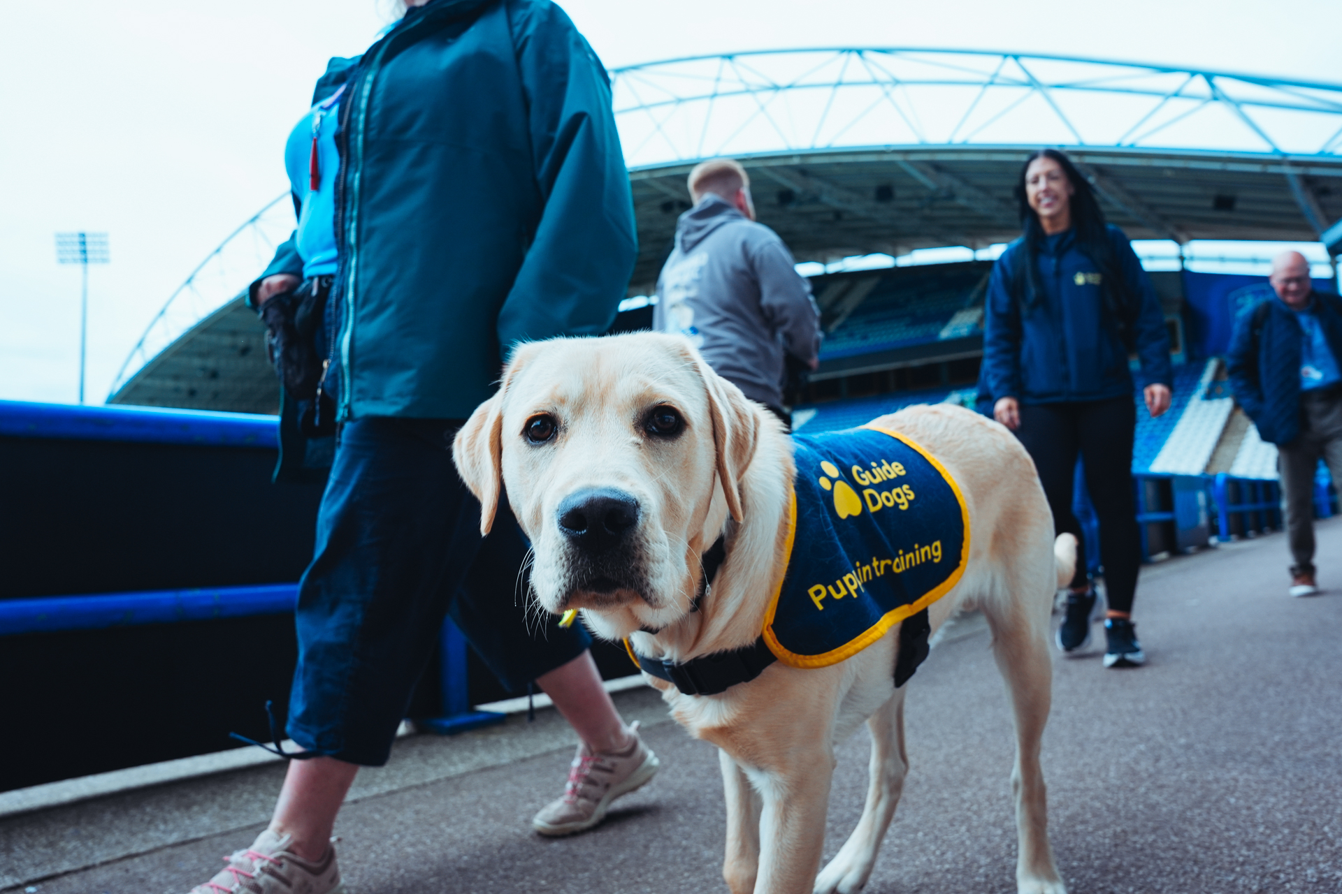 Guide dog puppy Nancy walks alongside the pitch at the Accor stadium with her puppy raiser