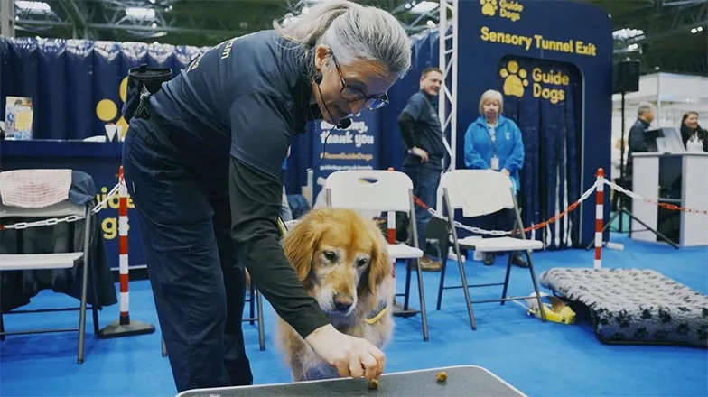 Golden retriever demonstration dog India at the Guide Dogs Crufts stand. Her trainer places a line of food in front of her on a low table to demonstrate impulse control.