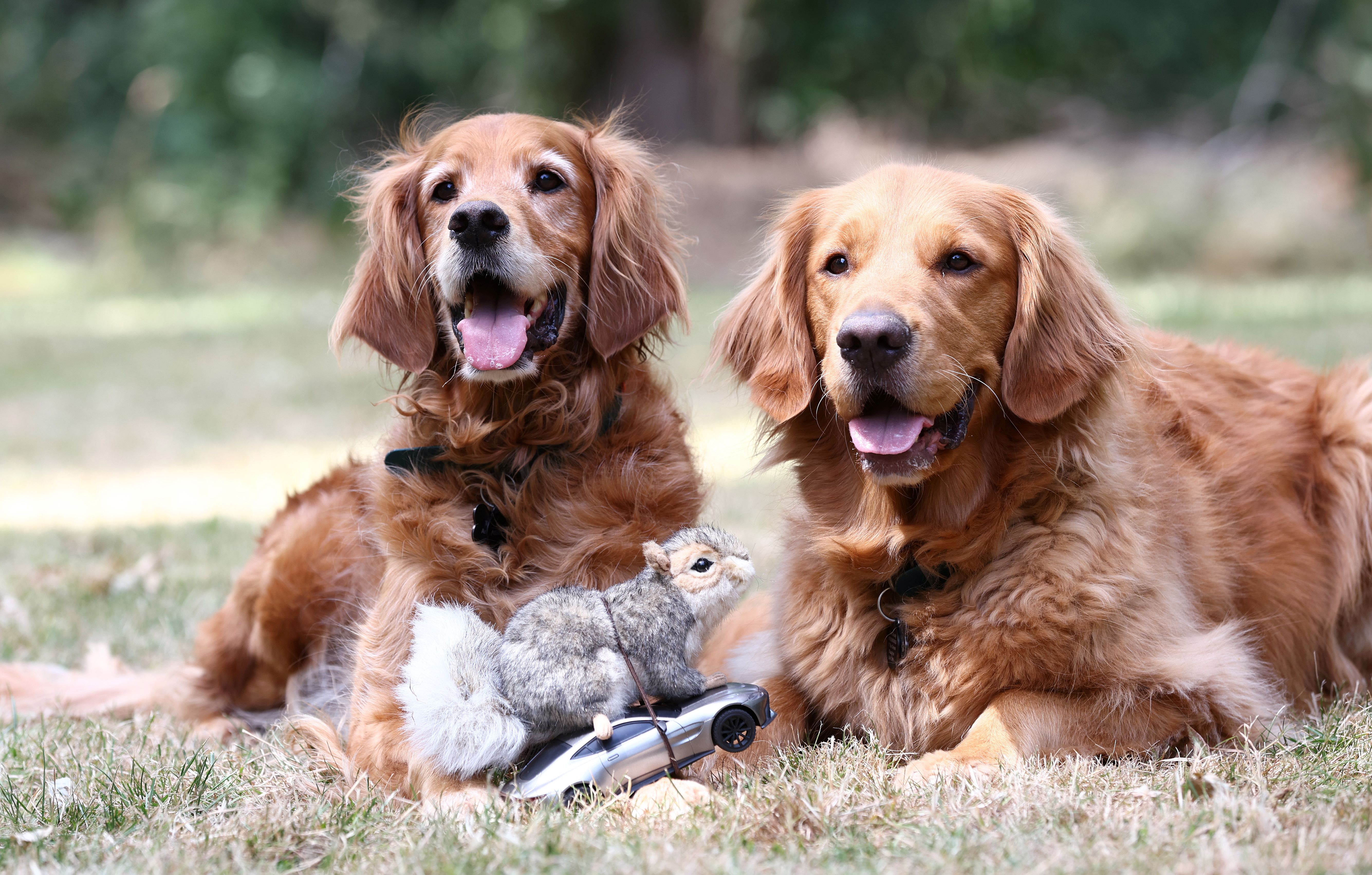 Two dark golden retrievers lay next to each other in the grass. Squirrel car sits in front of them.