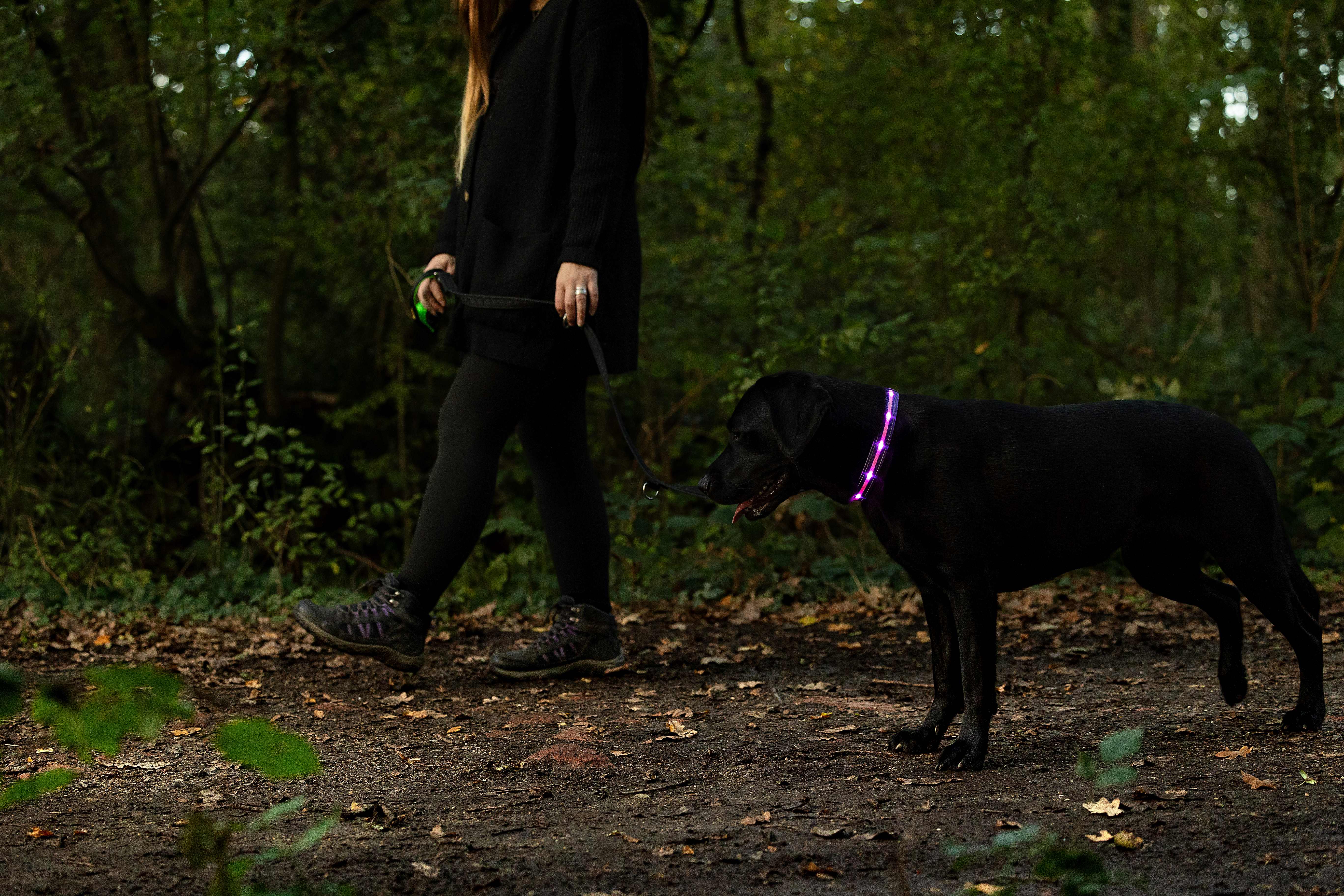 A black Labrador wearing a purple light-up collar walks through a dark woodland with a woman
