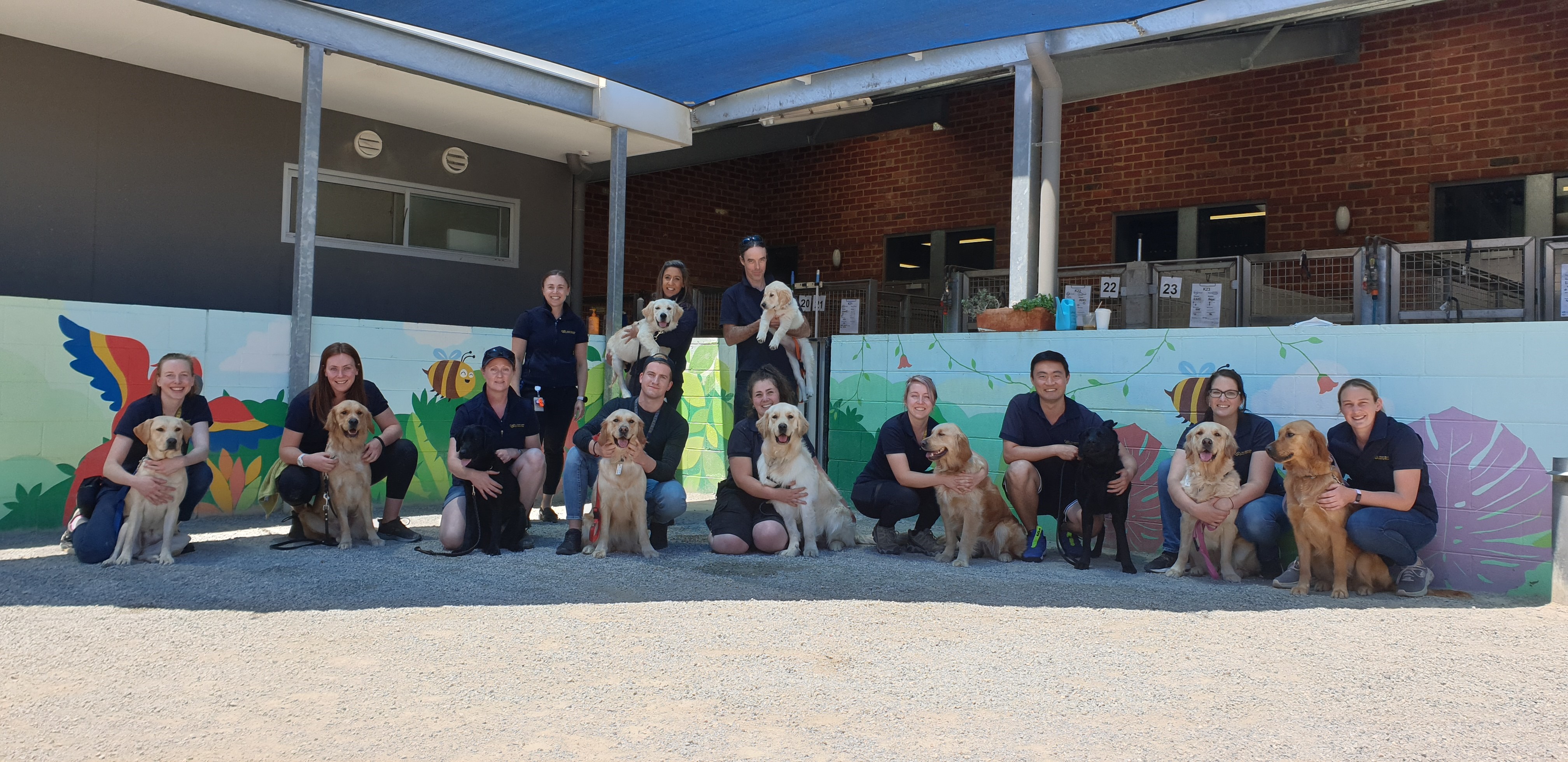 The Seeing Eye Dogs Australia Team with dogs born from Guide Dogs UK frozen semen. Twelve people stand or crouch with 9 dogs, all yellow Labradors and golden retrievers.