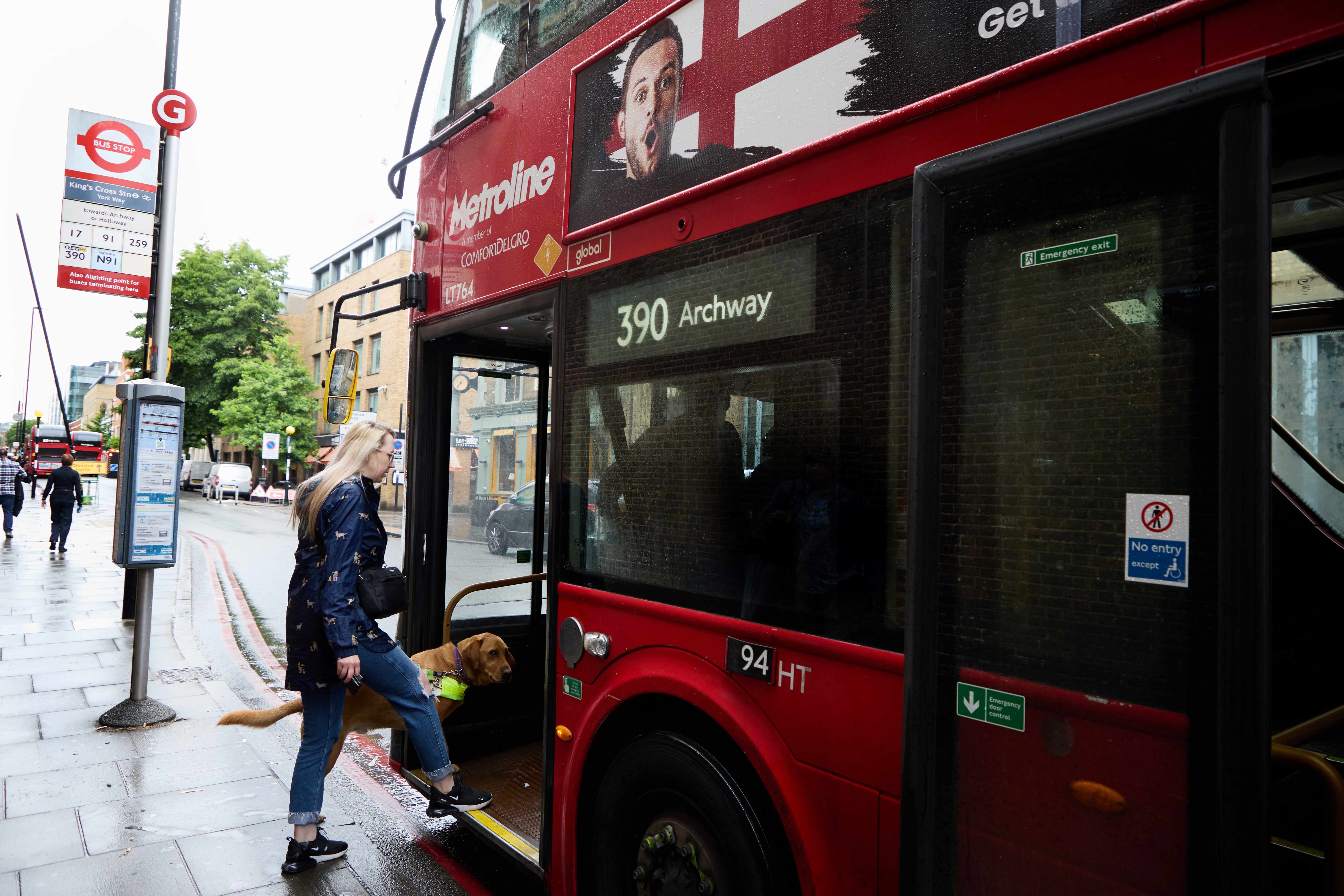 A guide dog owner at a bus stop steps onto a bus with her guide dog in harness.