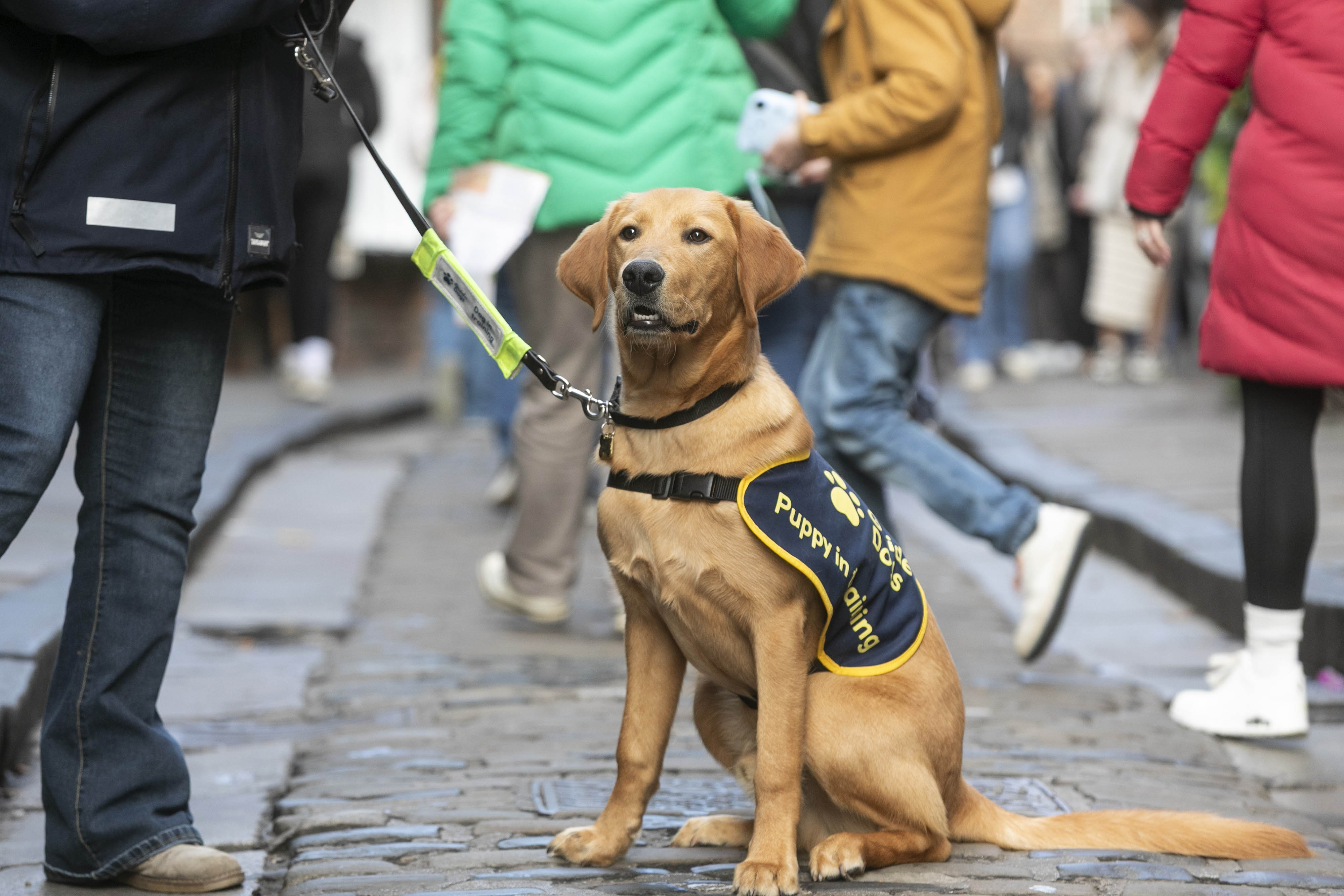 Guide dog puppy Magic stood on a cobbled street with crowds in the background