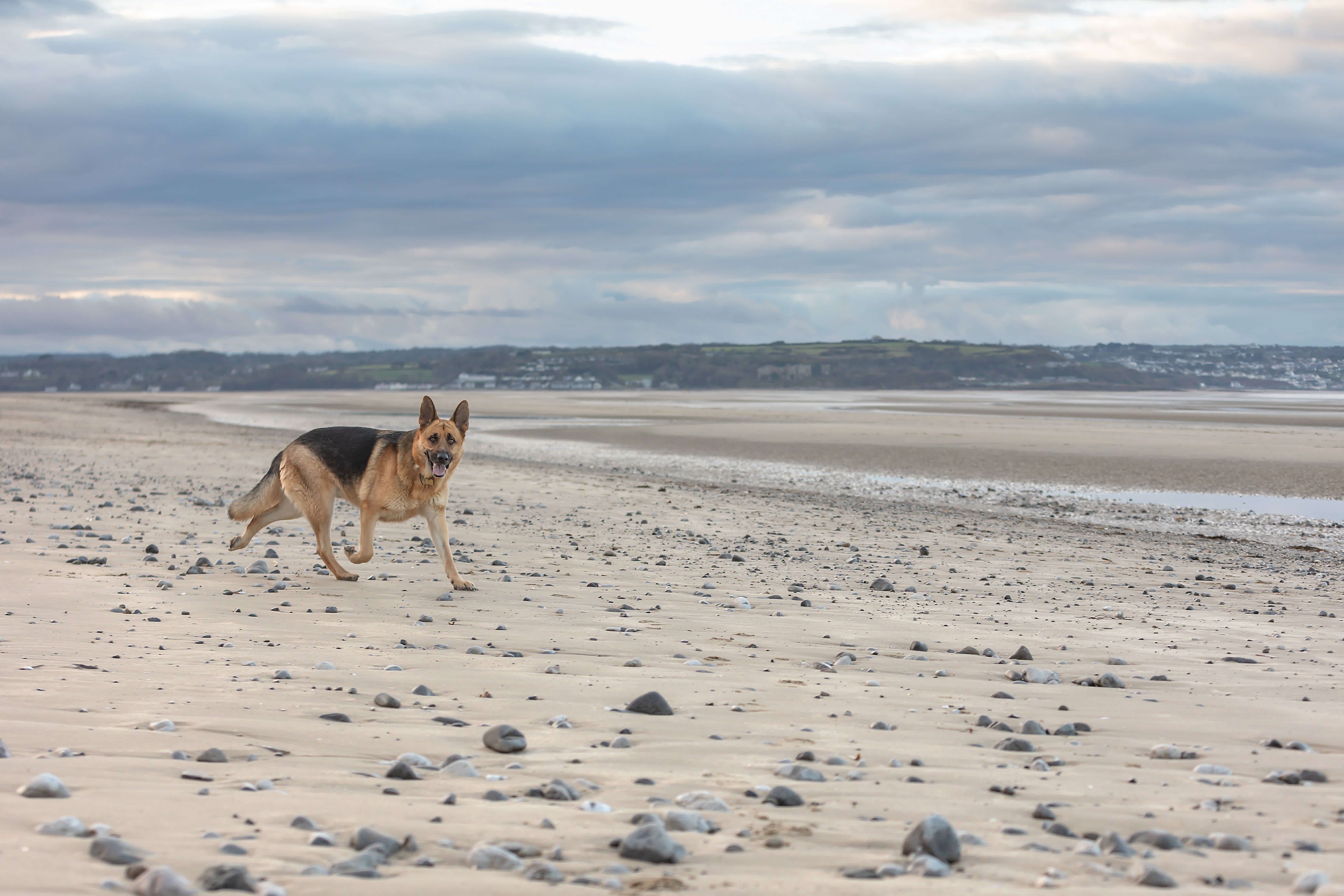 A black and tan German shepherd running on an empty rocky beach and looking at the camera.