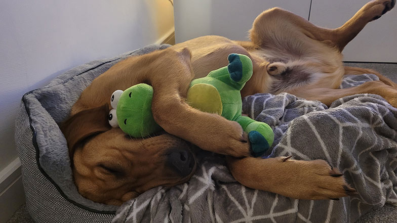 A dog sleeping on his back in bed with a cuddly toy