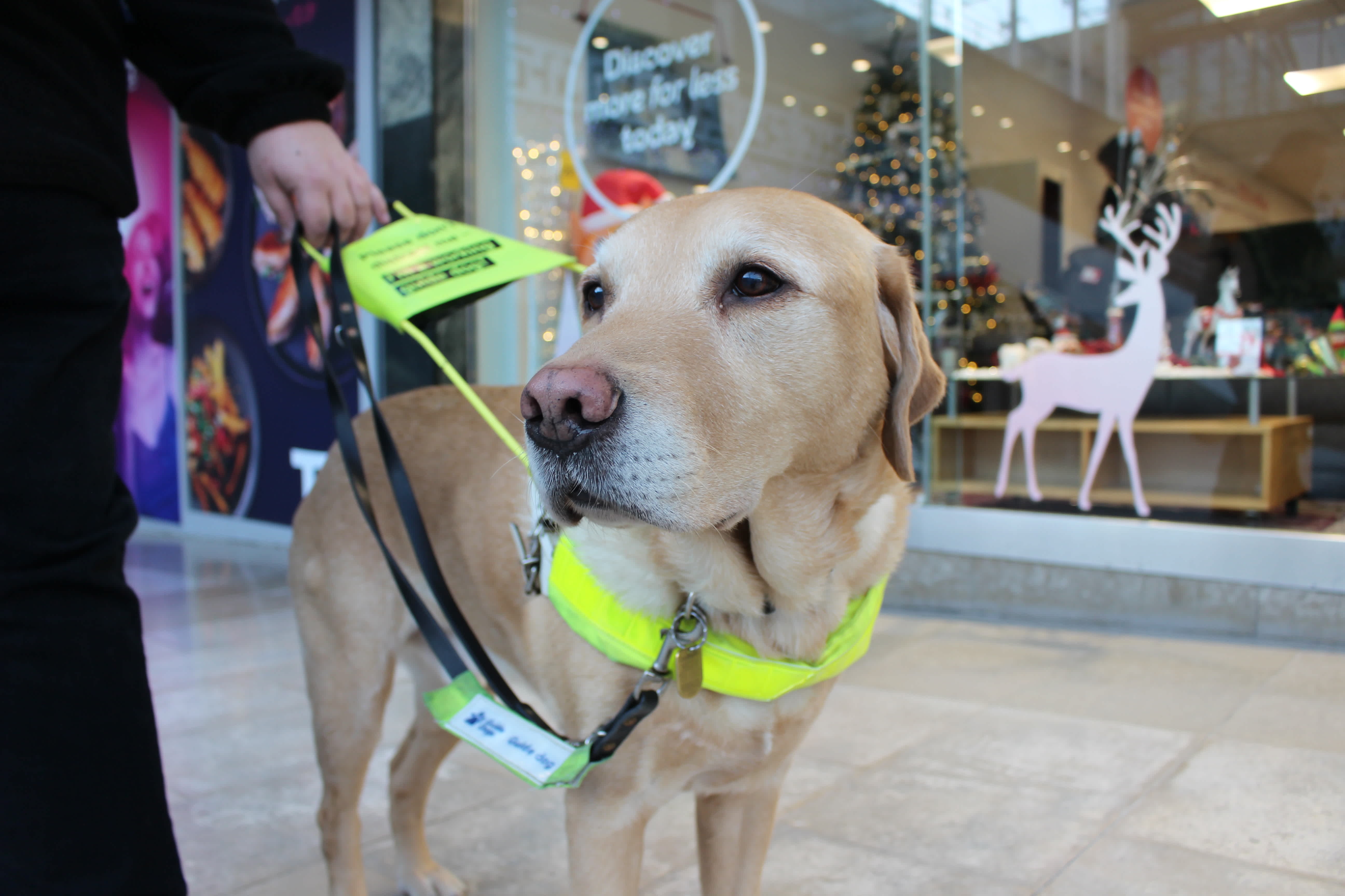 Yellow Labrador cross golden retriever Carlos stands outside a high street shop with a Christmas tree and a sticker of a reindeer in the window display.