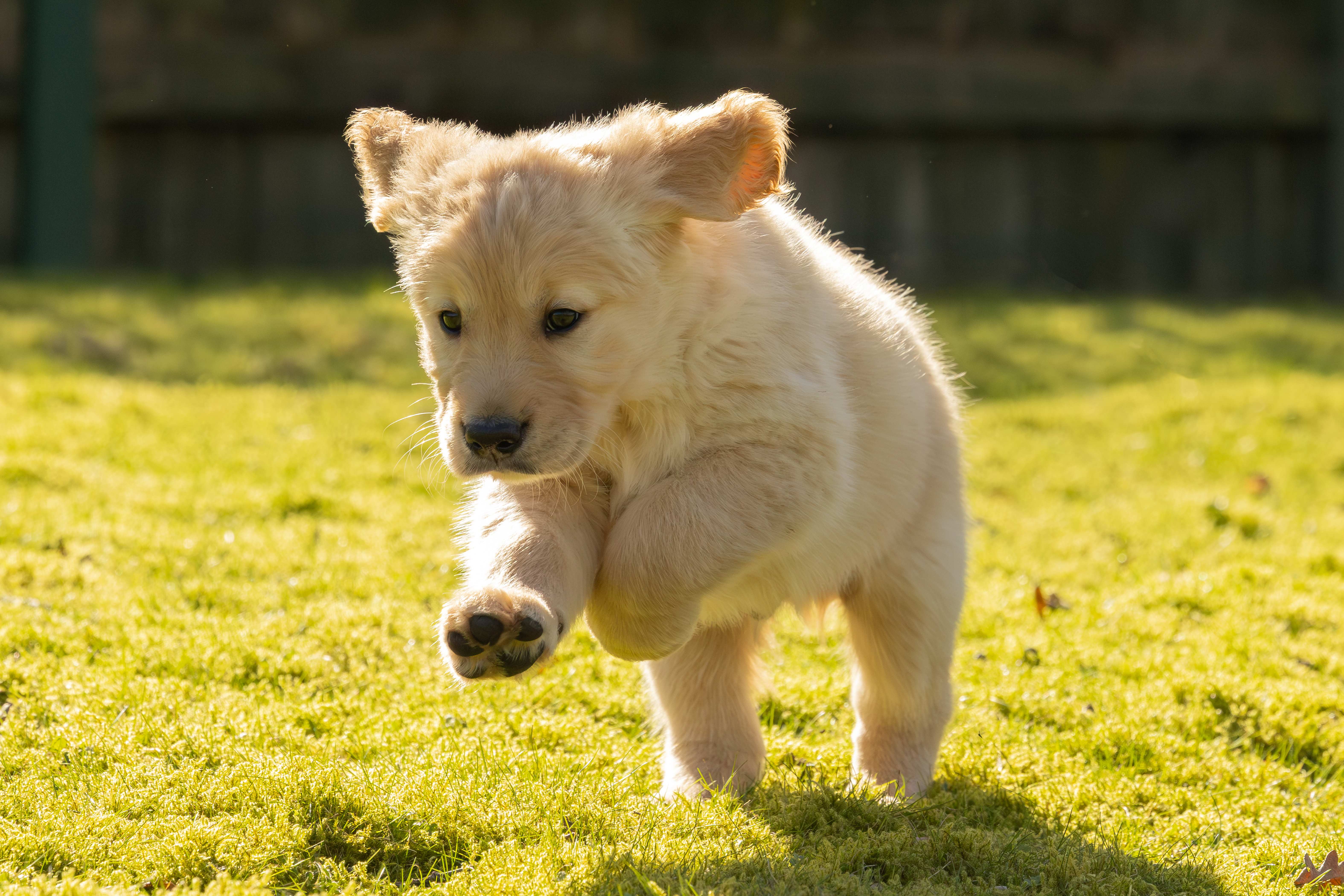 Golden retriever pup Buzz leaps across a sunny lawn towards the camera