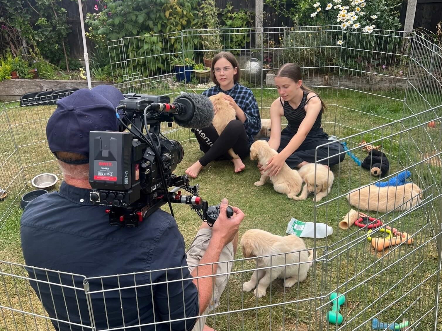 Two girls play with a litter of young golden retriever puppies in a garden play pen. They are being filmed by a cameraman.