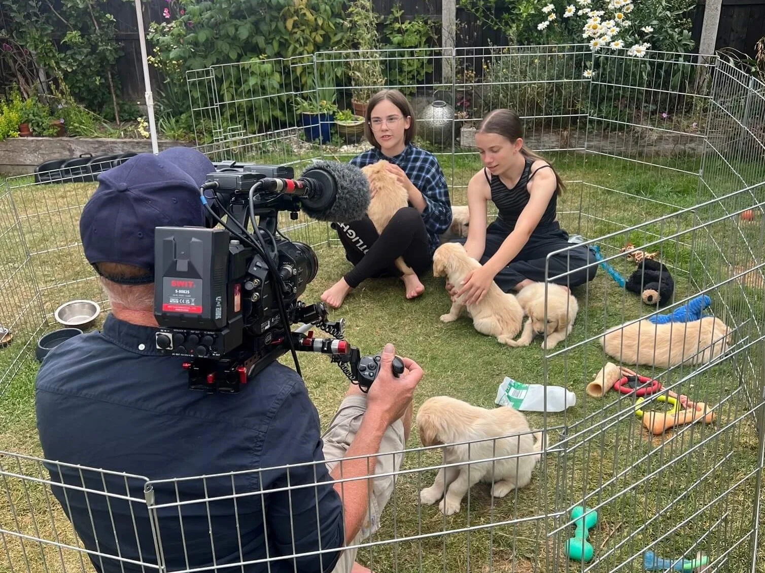 Two girls play with a litter of young golden retriever puppies in a garden play pen. They are being filmed by a cameraman.