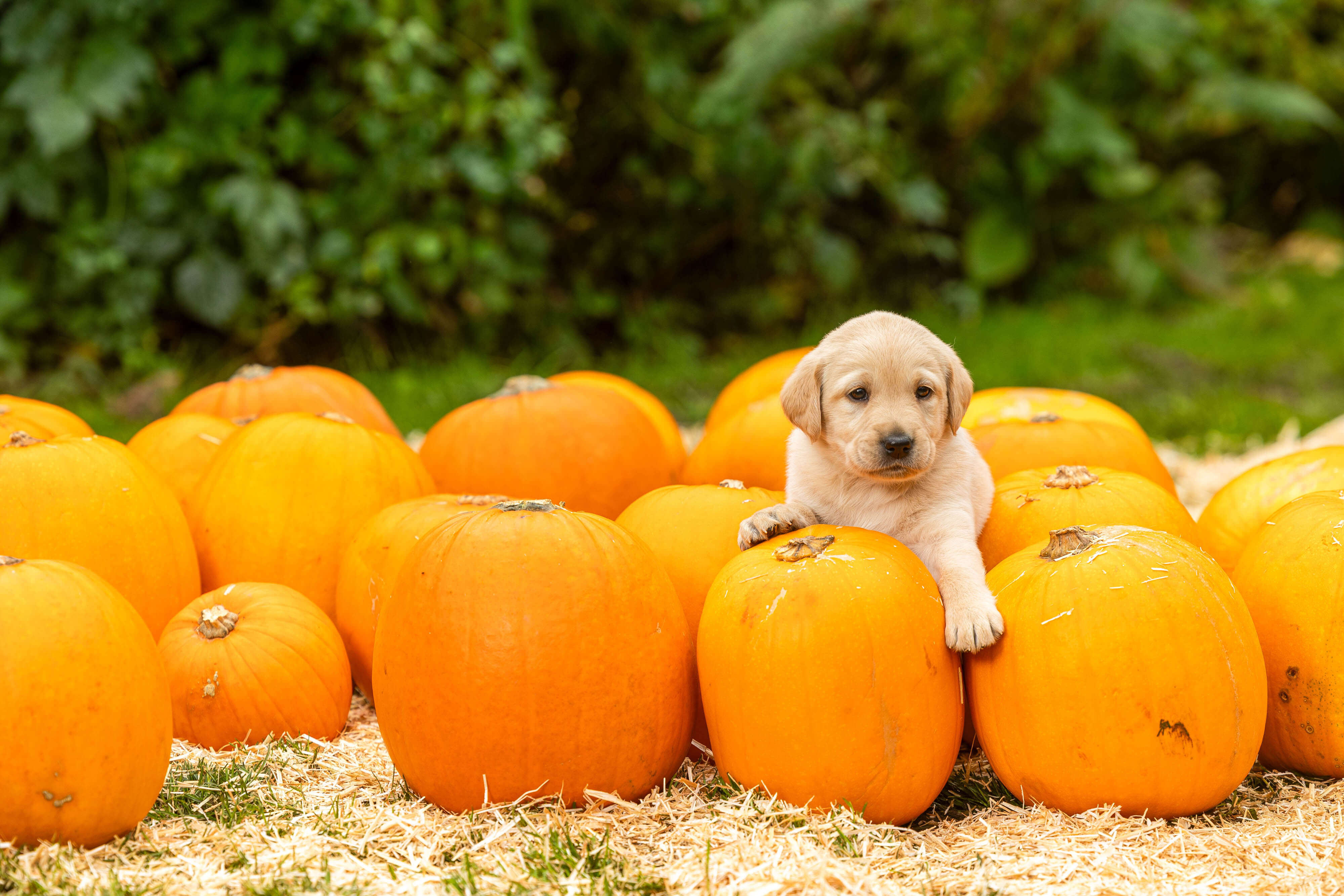 A five-week-old yellow Labrador puppy lays on top of a pumpkin, surrounded by other pumpkins and straw.