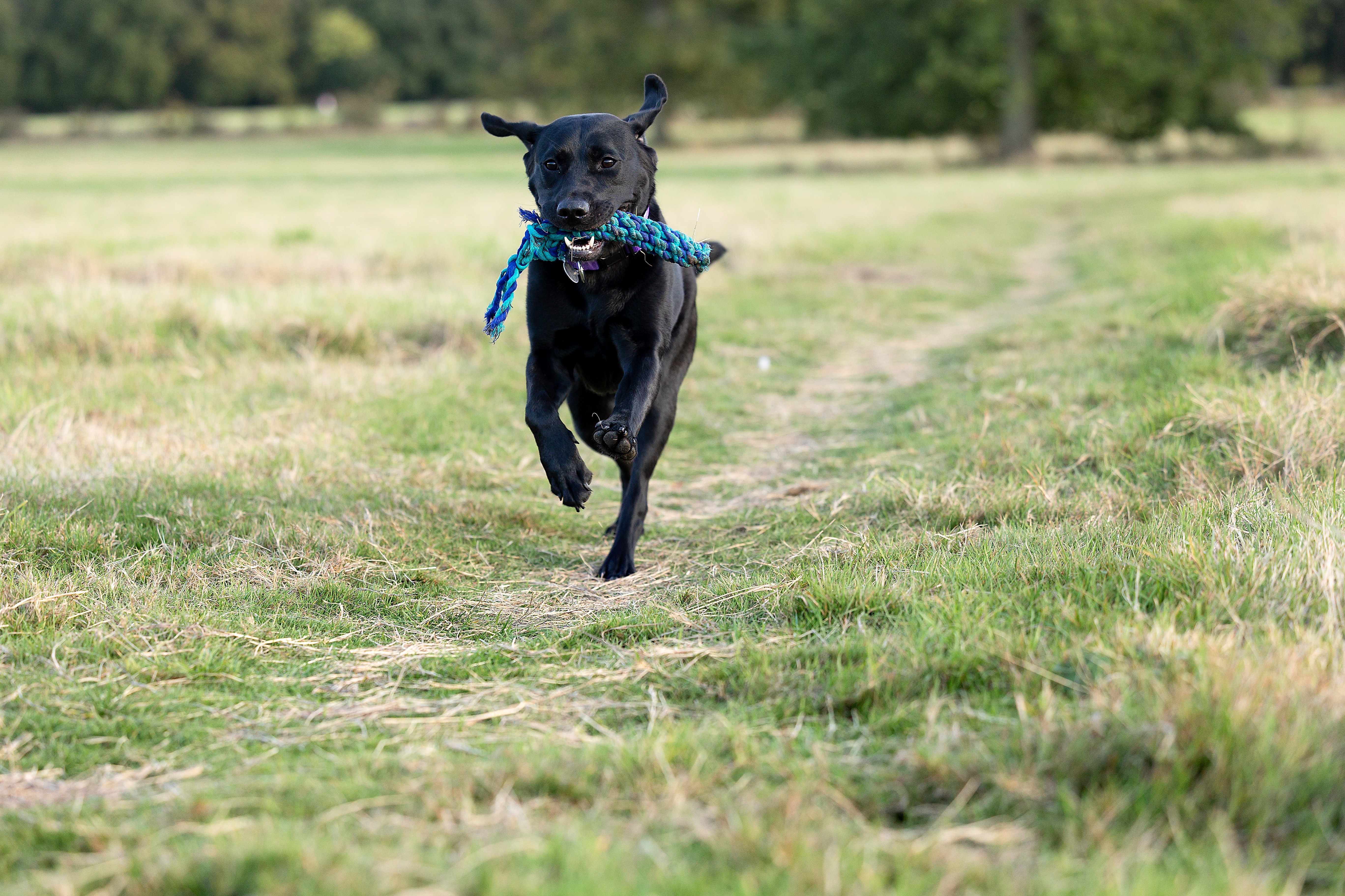 A black Labrador sprints through a grassland carrying a blue rope toy