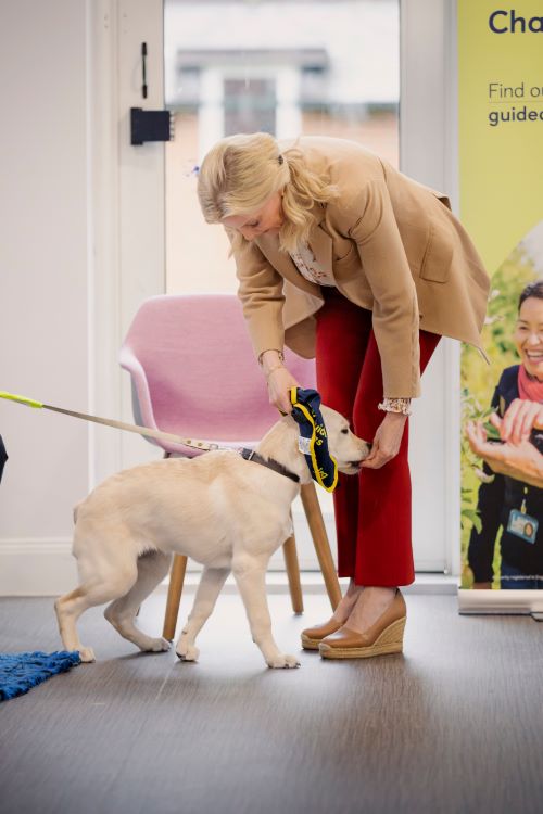 The Duchess of Edinburgh helps a yellow Labrador puppy learn to wear a puppy in training jacket by offering a treat as she puts the jacket over the puppy's head.