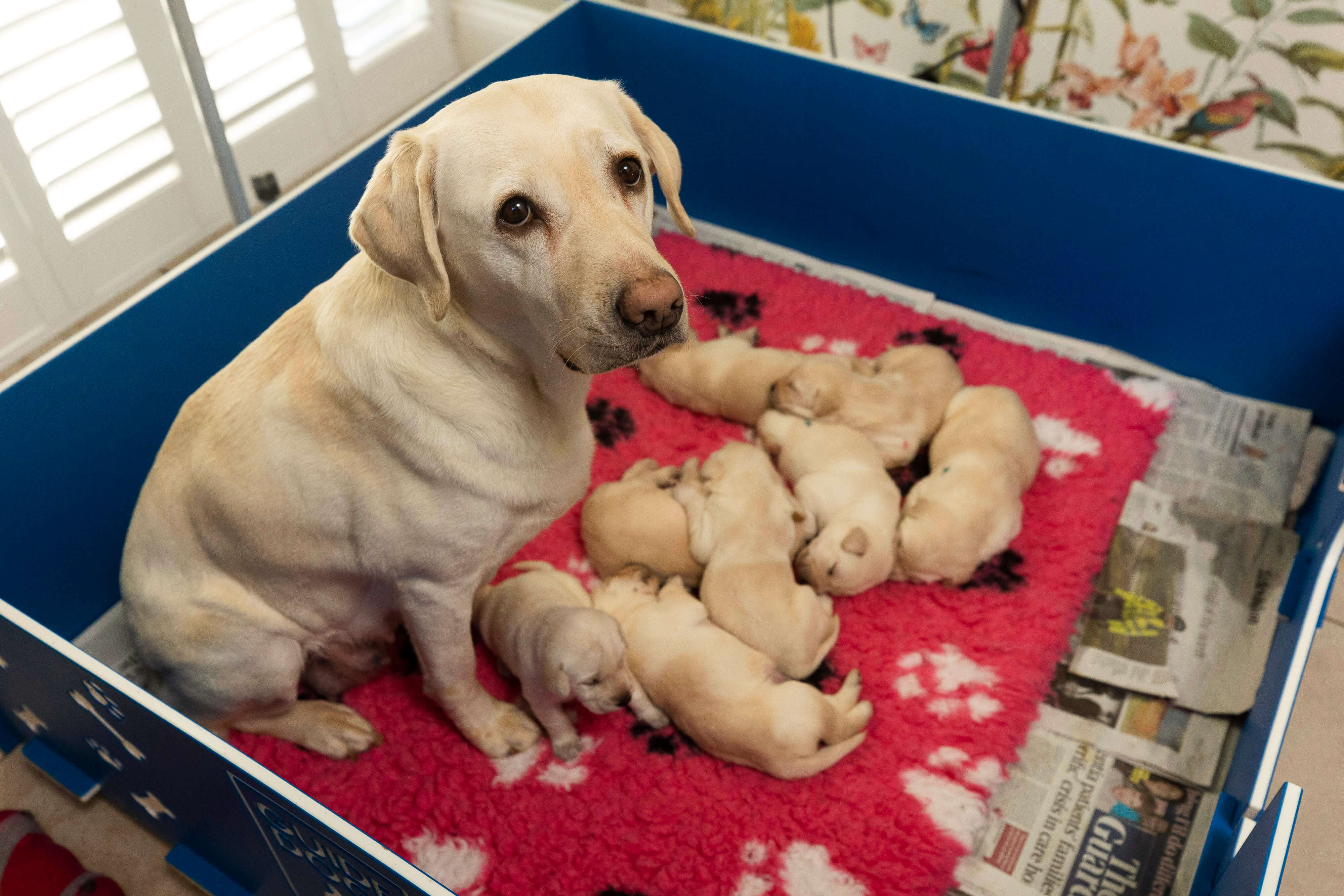 Guide dog mum Sylvia and her litter of eight yellow Labrador puppies at three-weeks-old. The puppies sleep piled up on a red fleece blanket in a blue whelping box, as Sylvia sits and looks up at the camera.