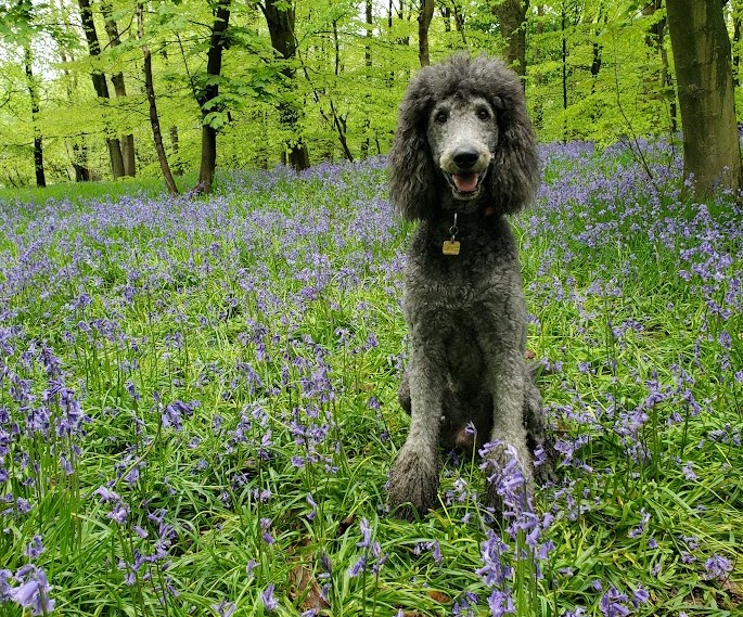 Poodle Gershwin sits smiling in a wooded area among bluebells