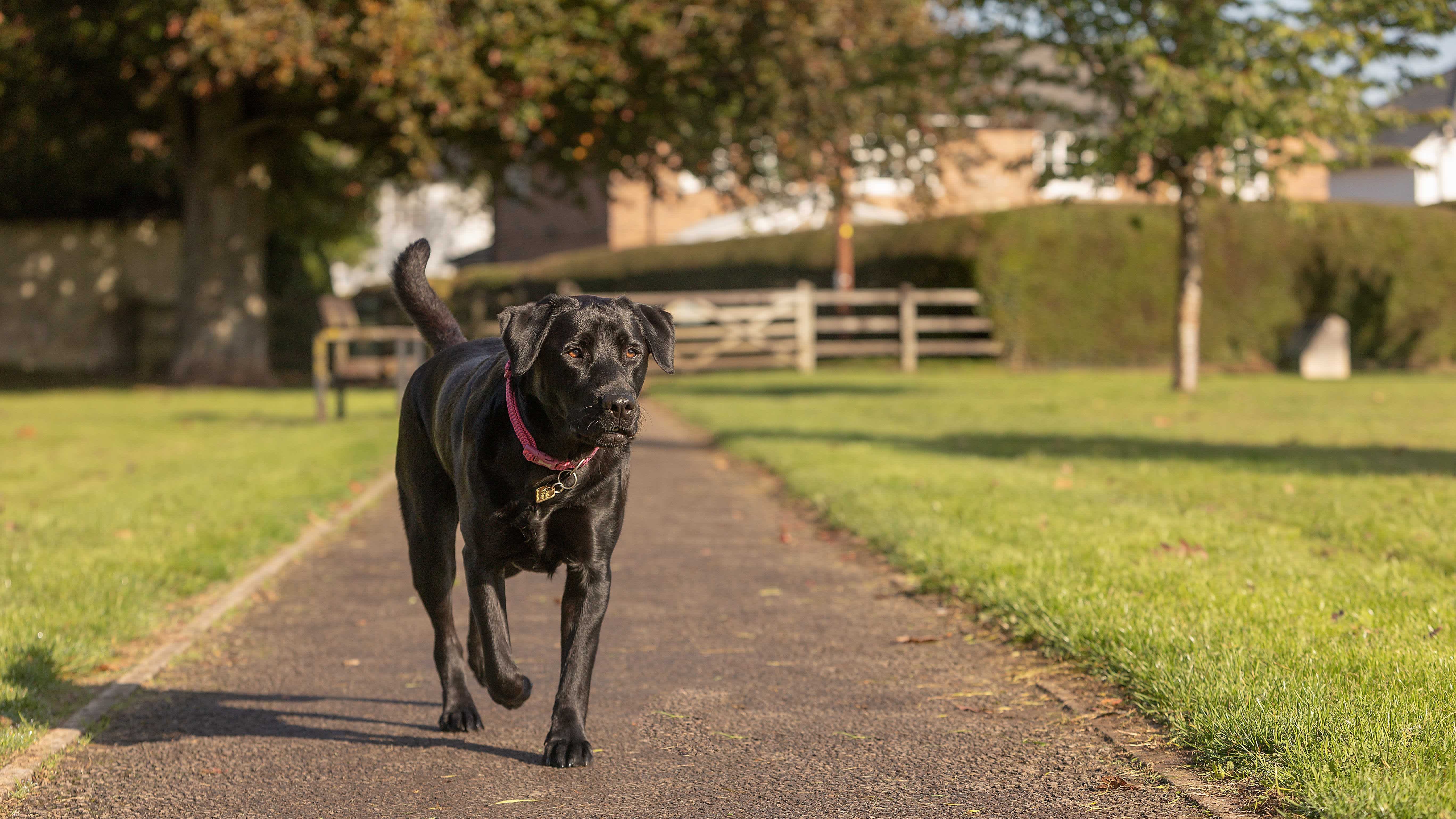 A black Labrador wanders in a park off-lead with a hedge and wooden gate in the background