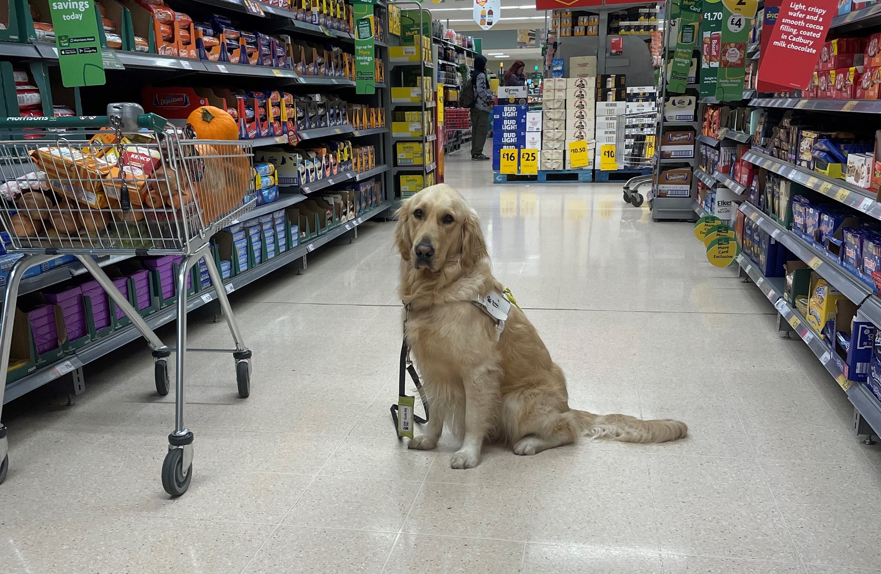 Golden retriever guide dog Spencer sits nicely next to a full shopping trolley in a supermarket aisle