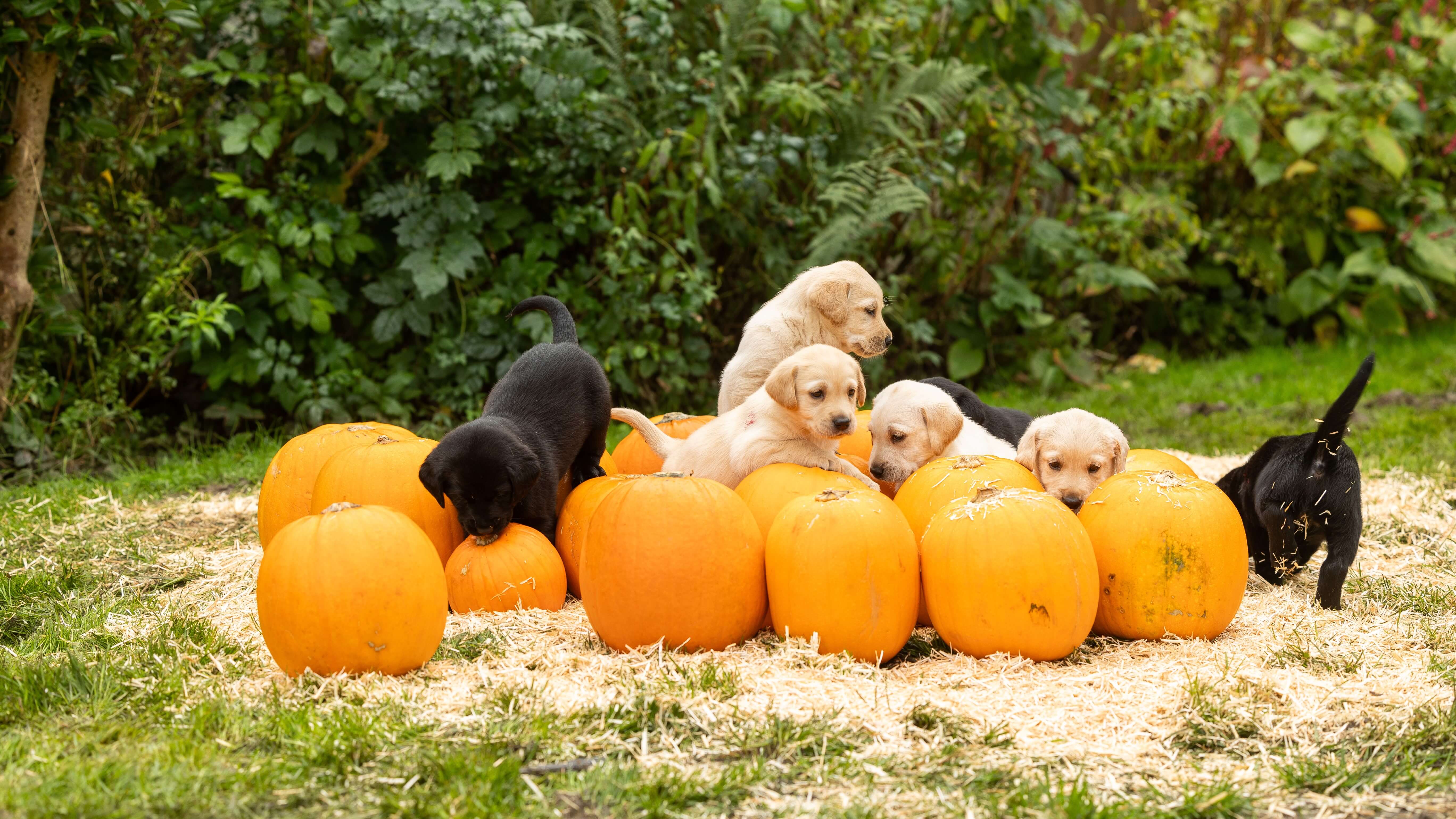 Eight five-week-old yellow and black Labradors play in a pumpkin patch and straw in a garden