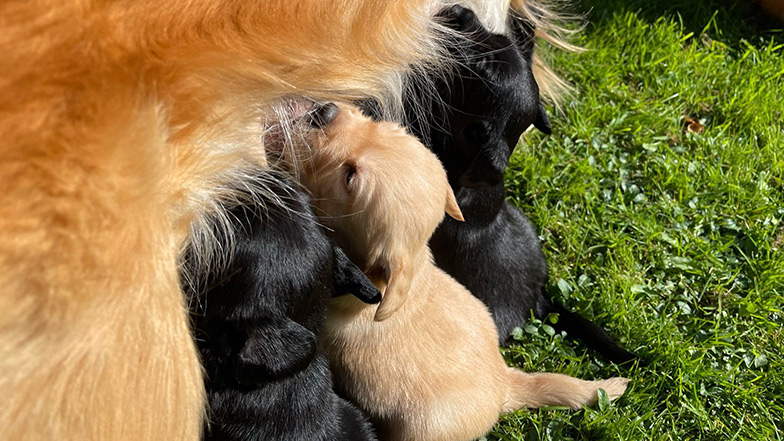Golden retriever puppies suckling on their mother