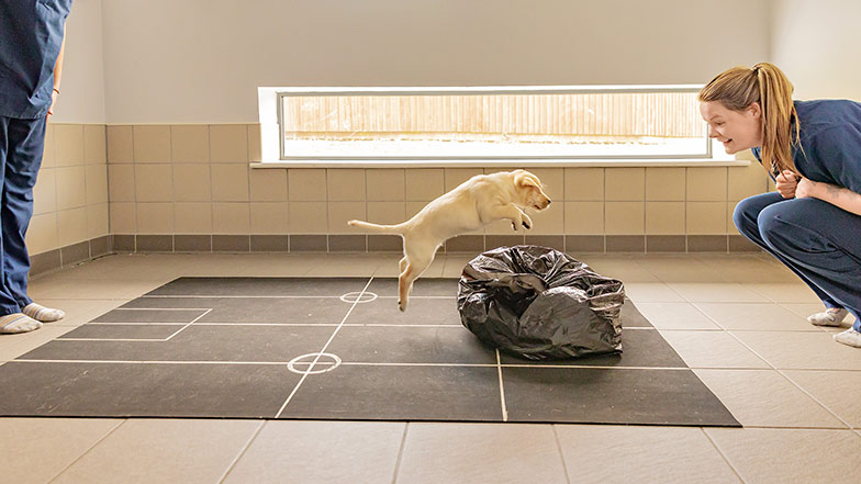 Puppy jumping over a black bin liner of rubbish in front of a puppy development adviser