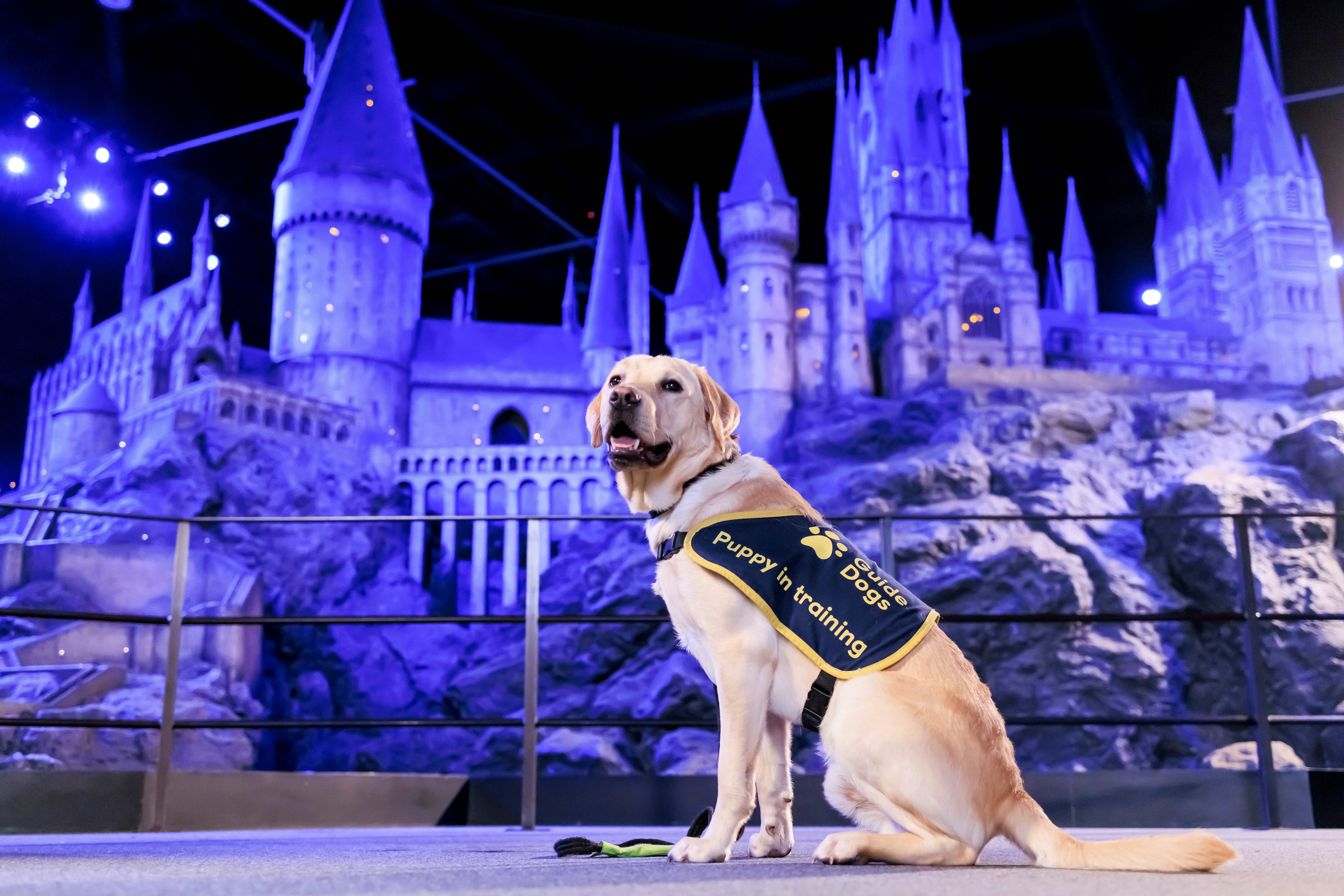 Yellow Lab puppy Ron sits in front of a large bluey purple Hogwarts Castle replica at the Warner Bros Studio Tour