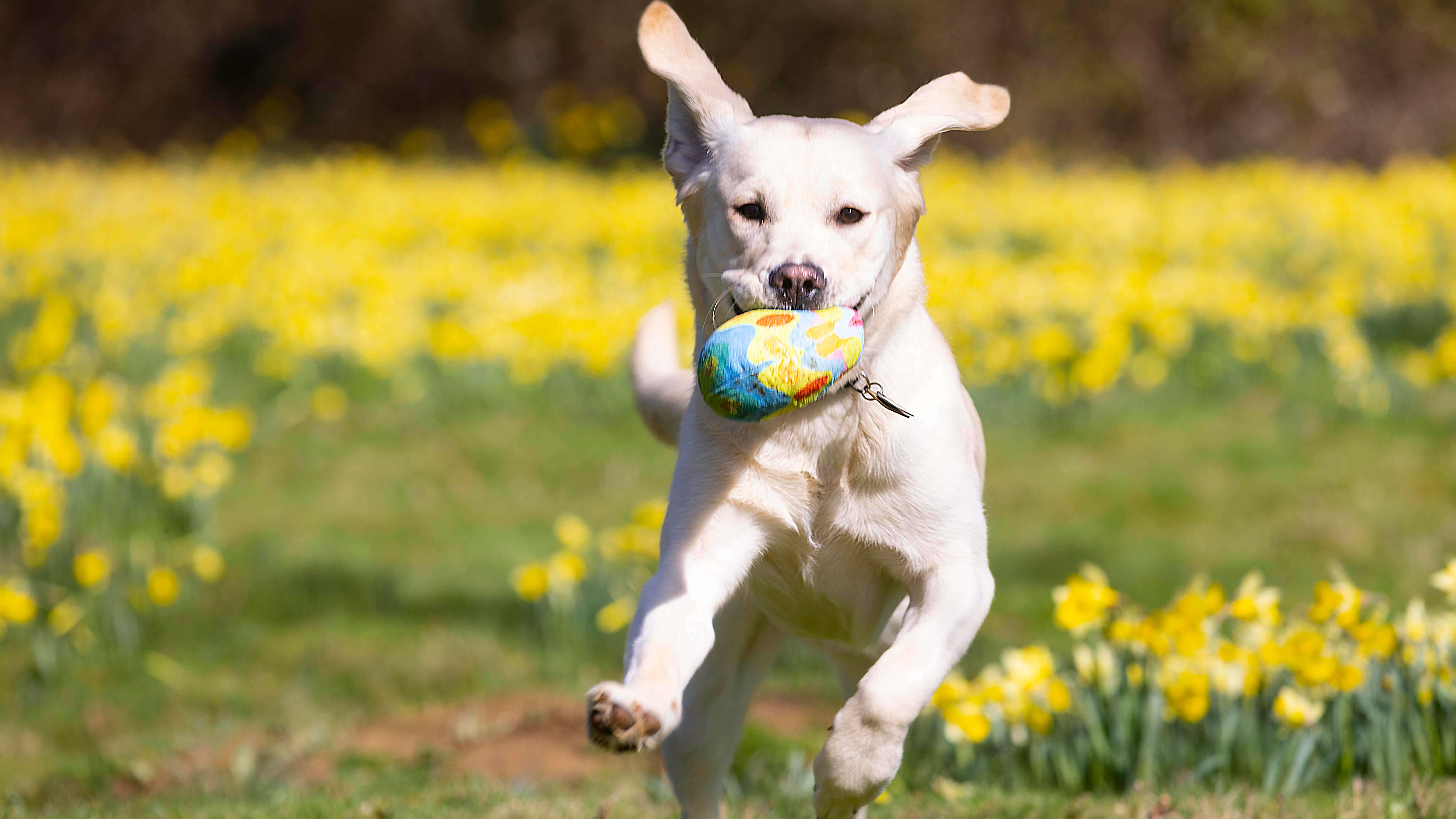 Yellow Labrador guide dog puppy Sunny carries soft Easter egg toy and jumps towards the camera. A field of yellow daffodils is in the background.