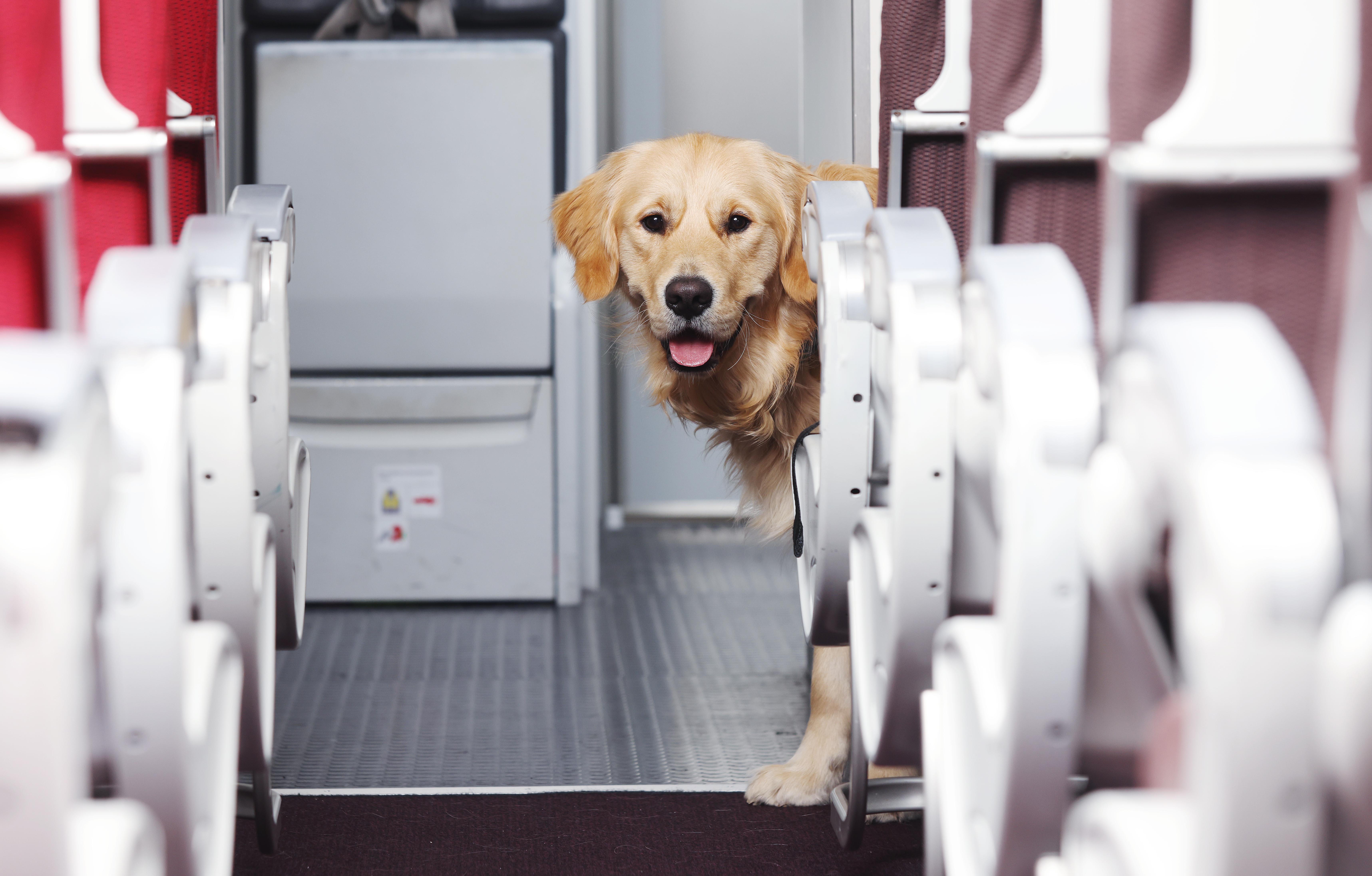 A guide dog in training on Virgin Atlantic’s training rig, looking around from the front row of seats down the aisle towards the camera. 