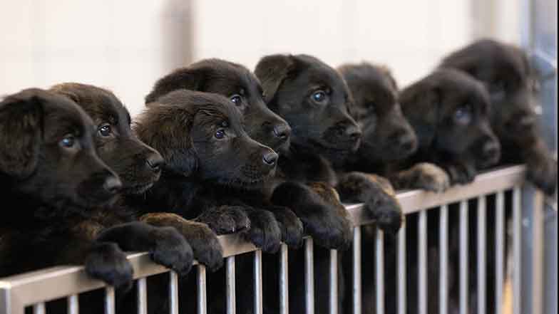 A litter of 16 black german shepherd and retriever cross puppies looking over a low gate