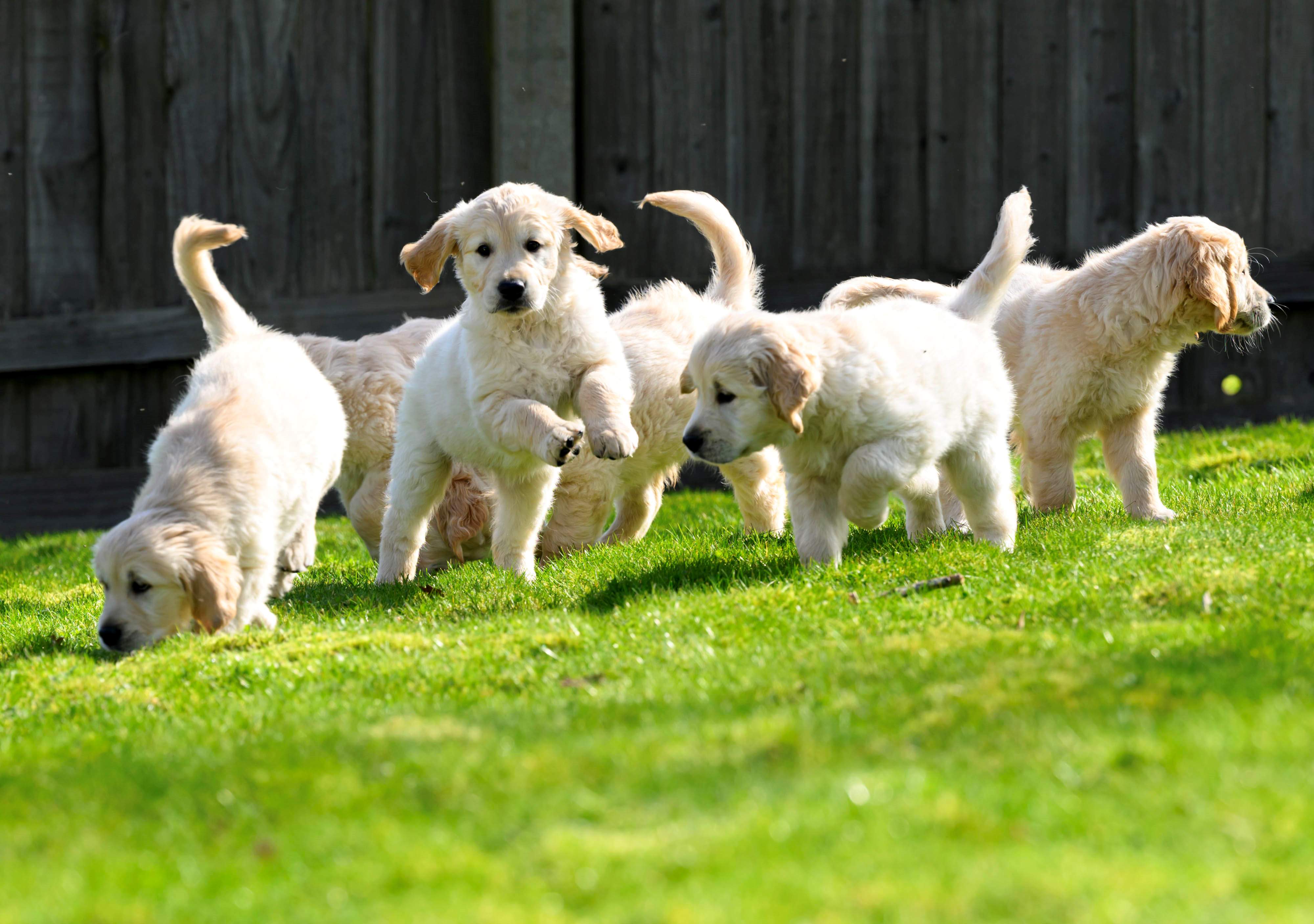 Six golden retriever puppies plays together on the grass at the National Centre's Puppy Block