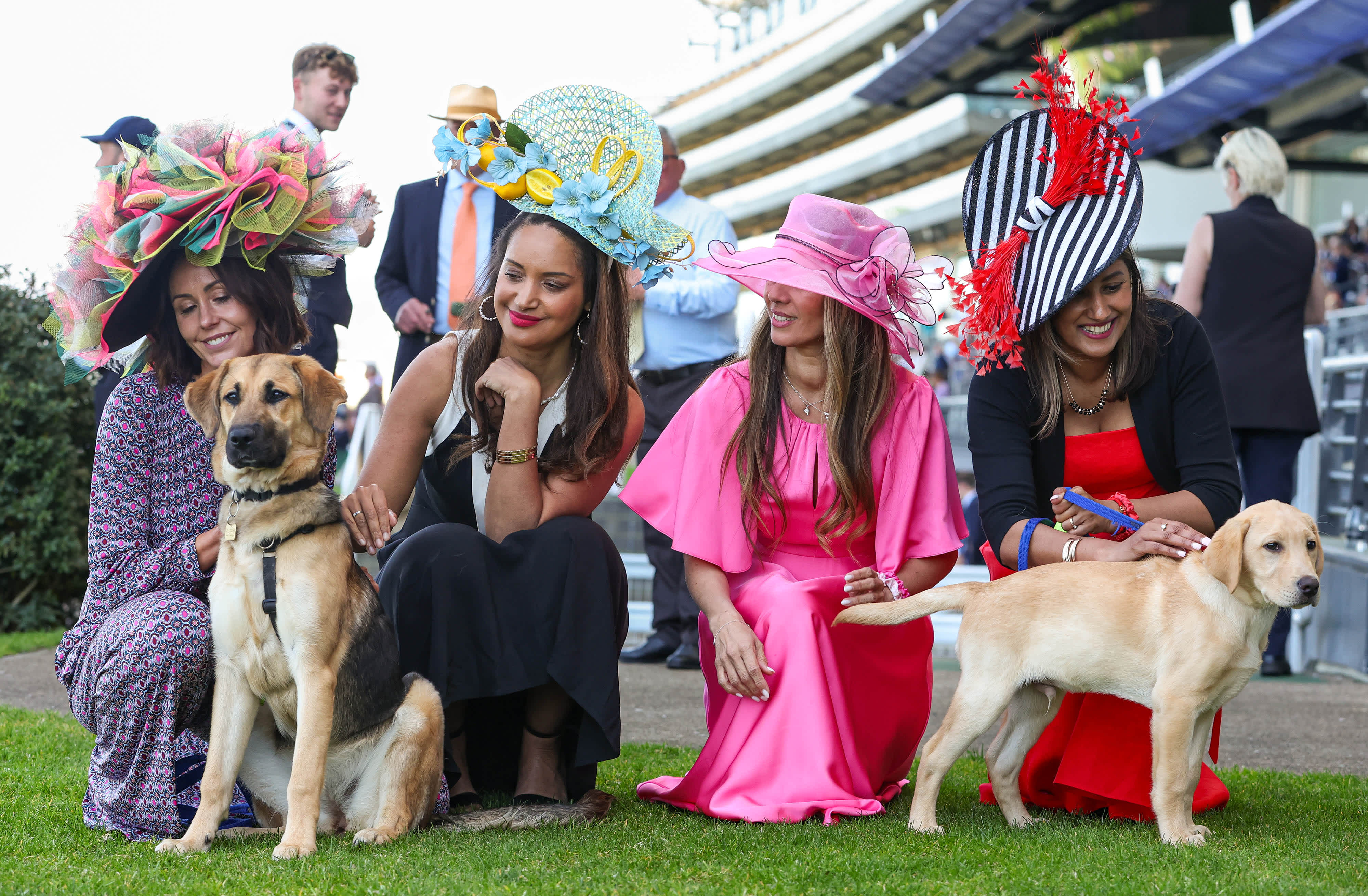 Two puppies, yellow Labrador Tomoni and German shepherd cross golden retriever Lynn, sit happily next to four people dressed in brightly coloured dresses and large, bold hats at the Ascot racecourse. 
