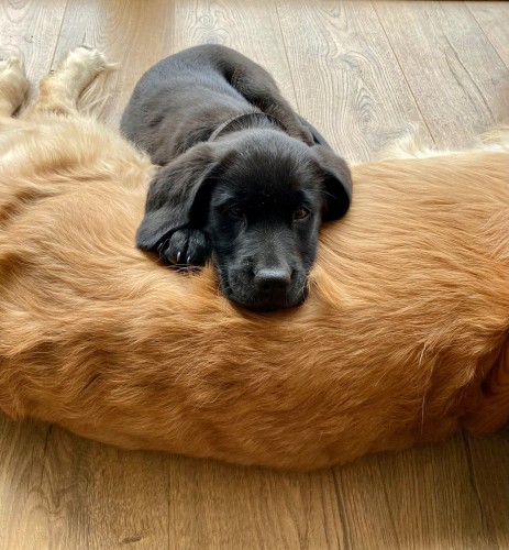 A golden retriever lays horizontally across the photo, only his back and tummy is in the photo. On top of him facing the camera is a black Labrador puppy, resting his head and paws on the retriever's back.