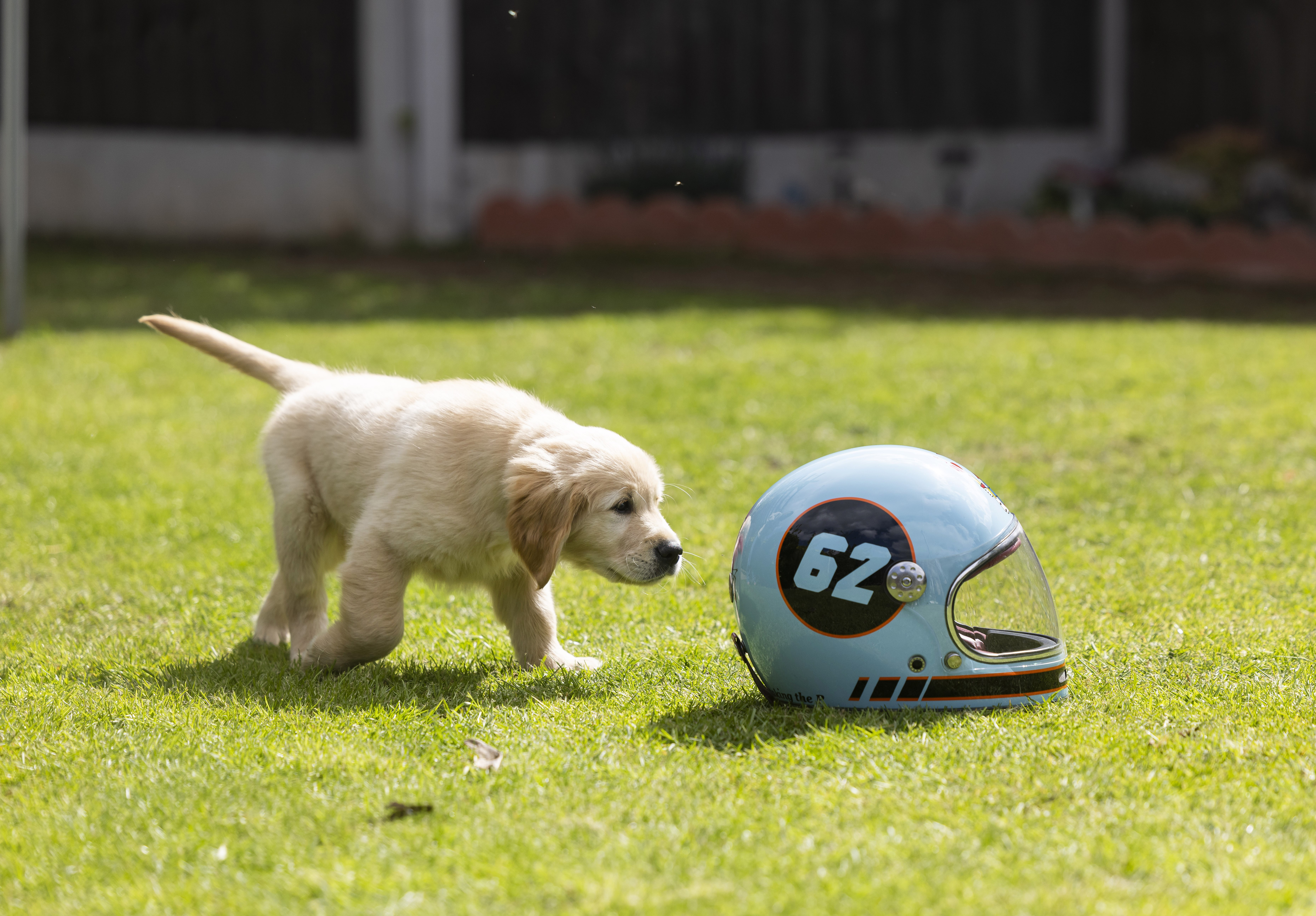 10-week-old golden retriever puppy in the garden sniffs a blue helmet with the number 62 on it.