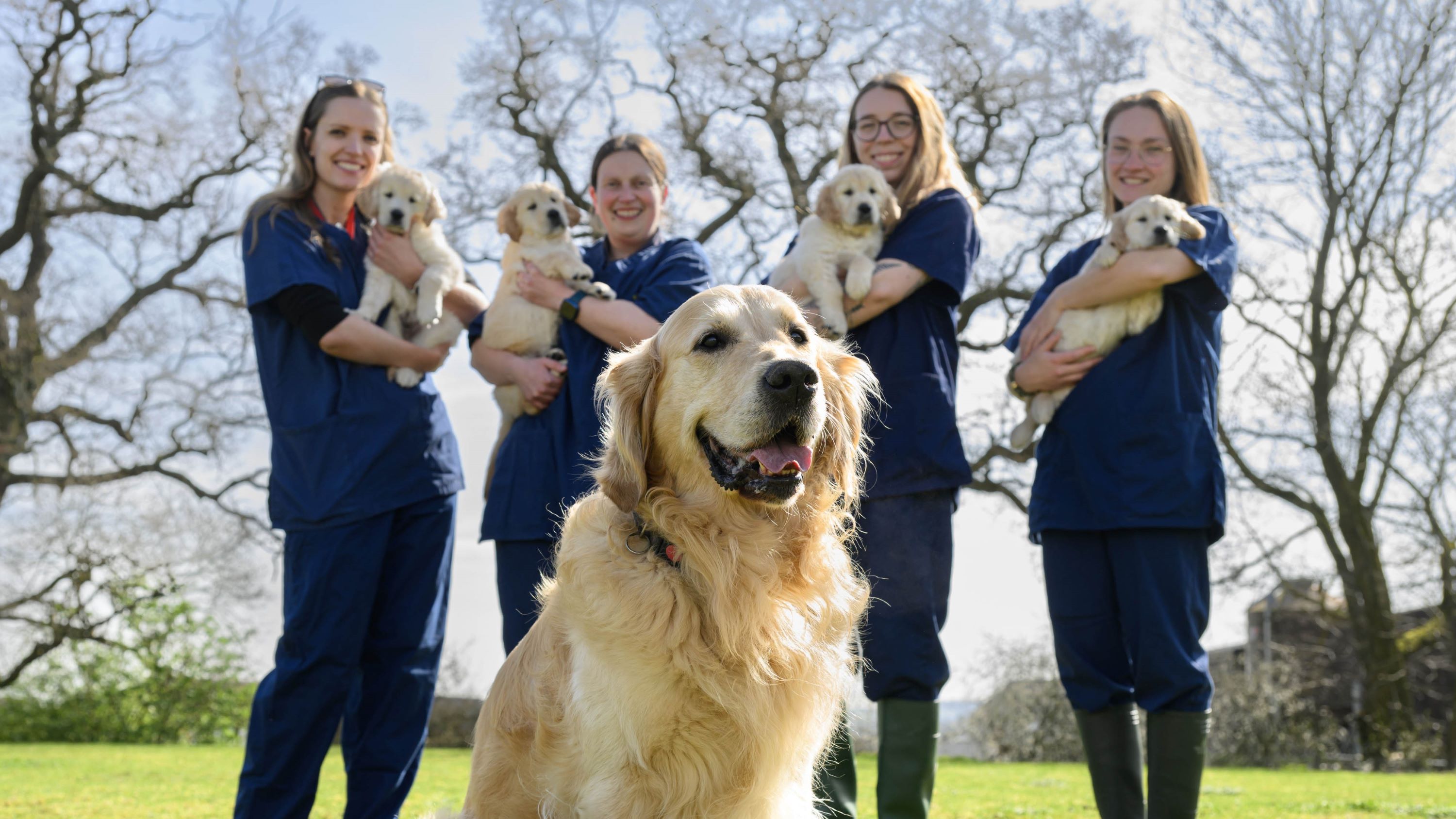Golden retriever Trigger sits on the grass in front of four National Centre staff holding four of his puppies