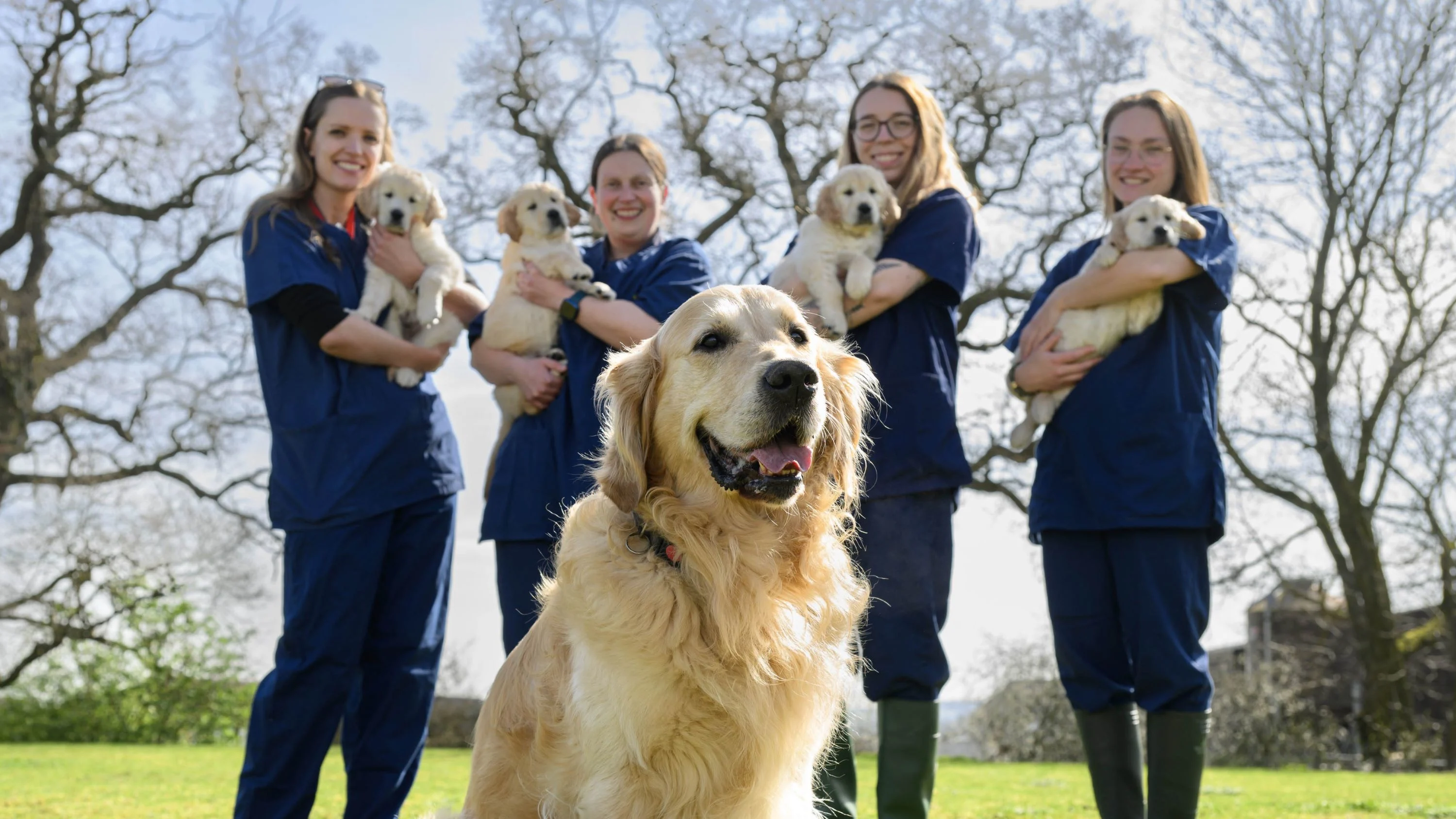 Golden retriever Trigger sits on the grass in front of four National Centre staff holding four of his puppies