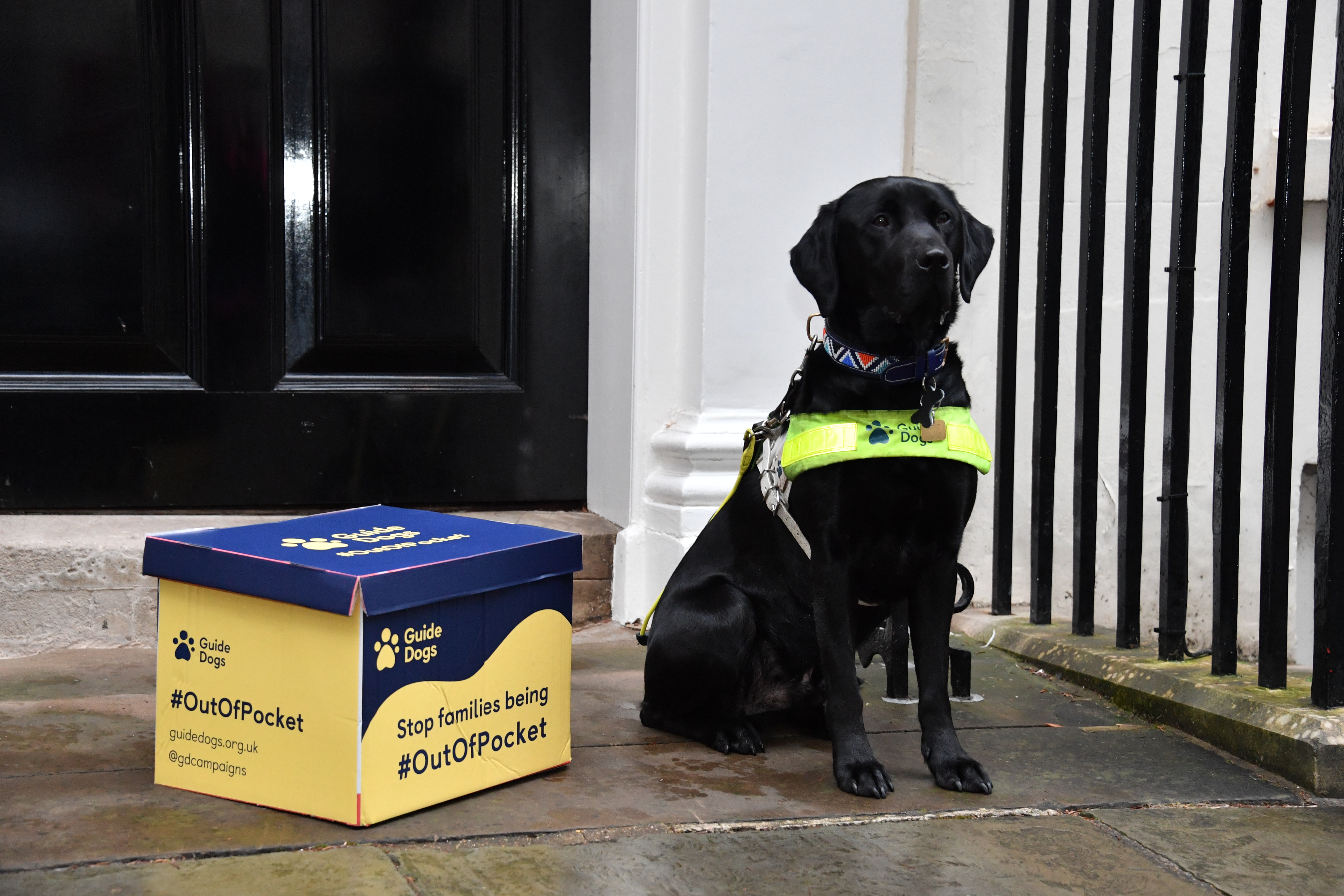 Guide dog Hermes outside No 11 Downing Street for the Guide Dogs hand in of the Cost of Living Out of Pocket Open Letter