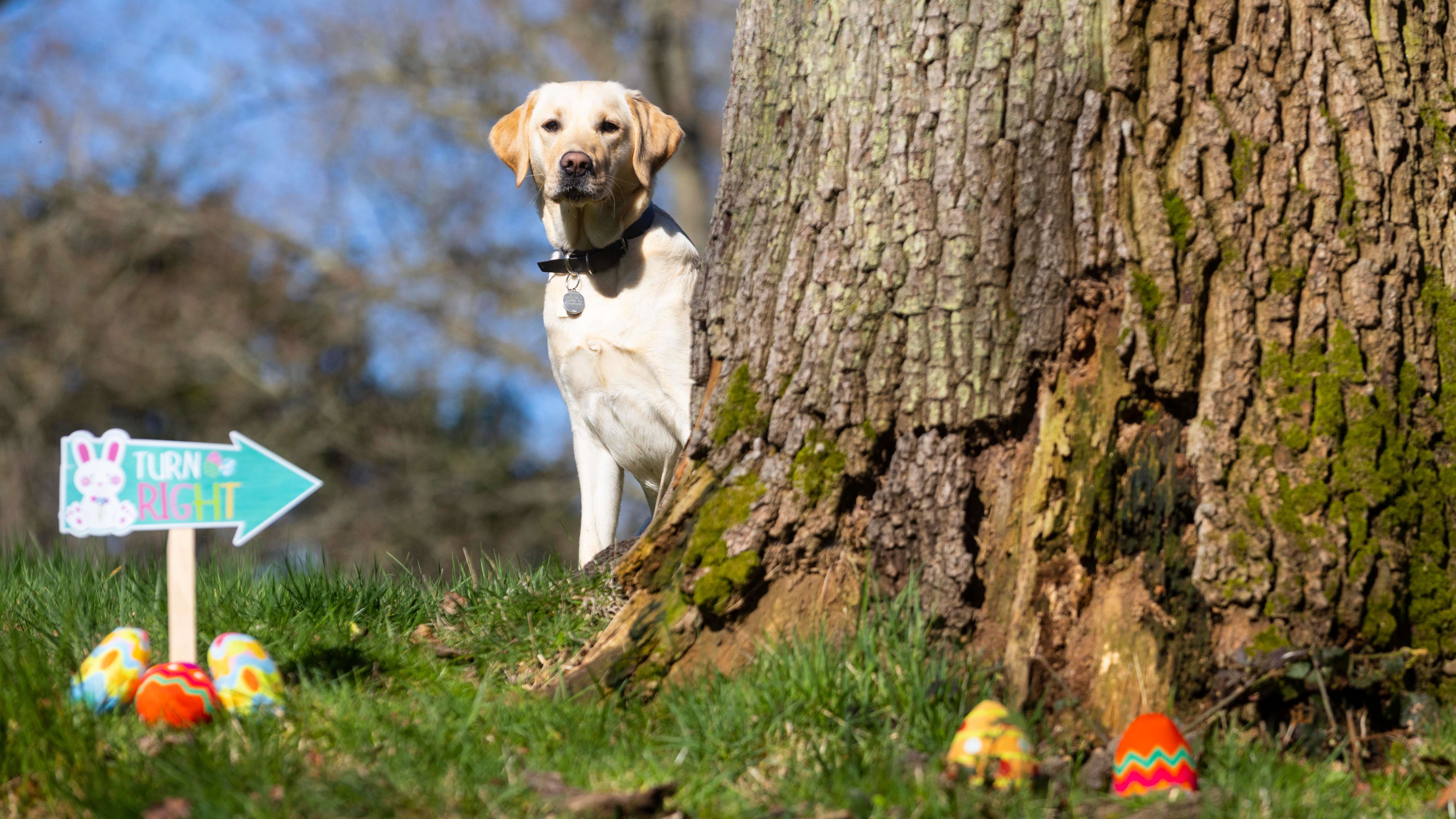 Yellow Labrador guide dog puppy Hollie sits behind a tree, looking around it to the camera. There is an Easter hunt sign and some cuddly eggs in the foreground.