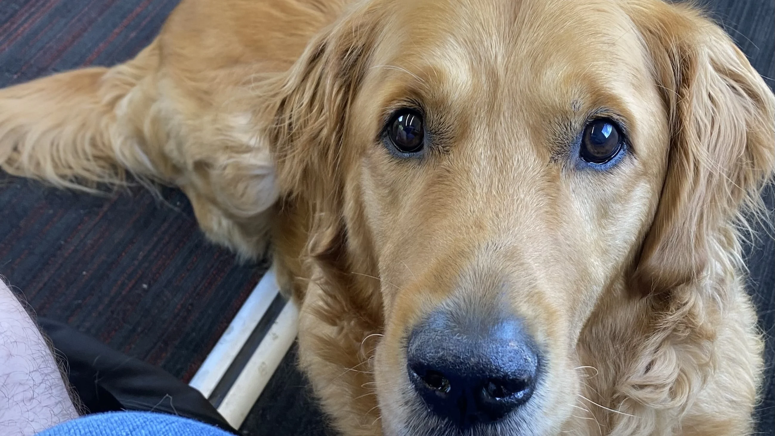 A close up on the face of Eddie, a dark golden retriever guide dog 