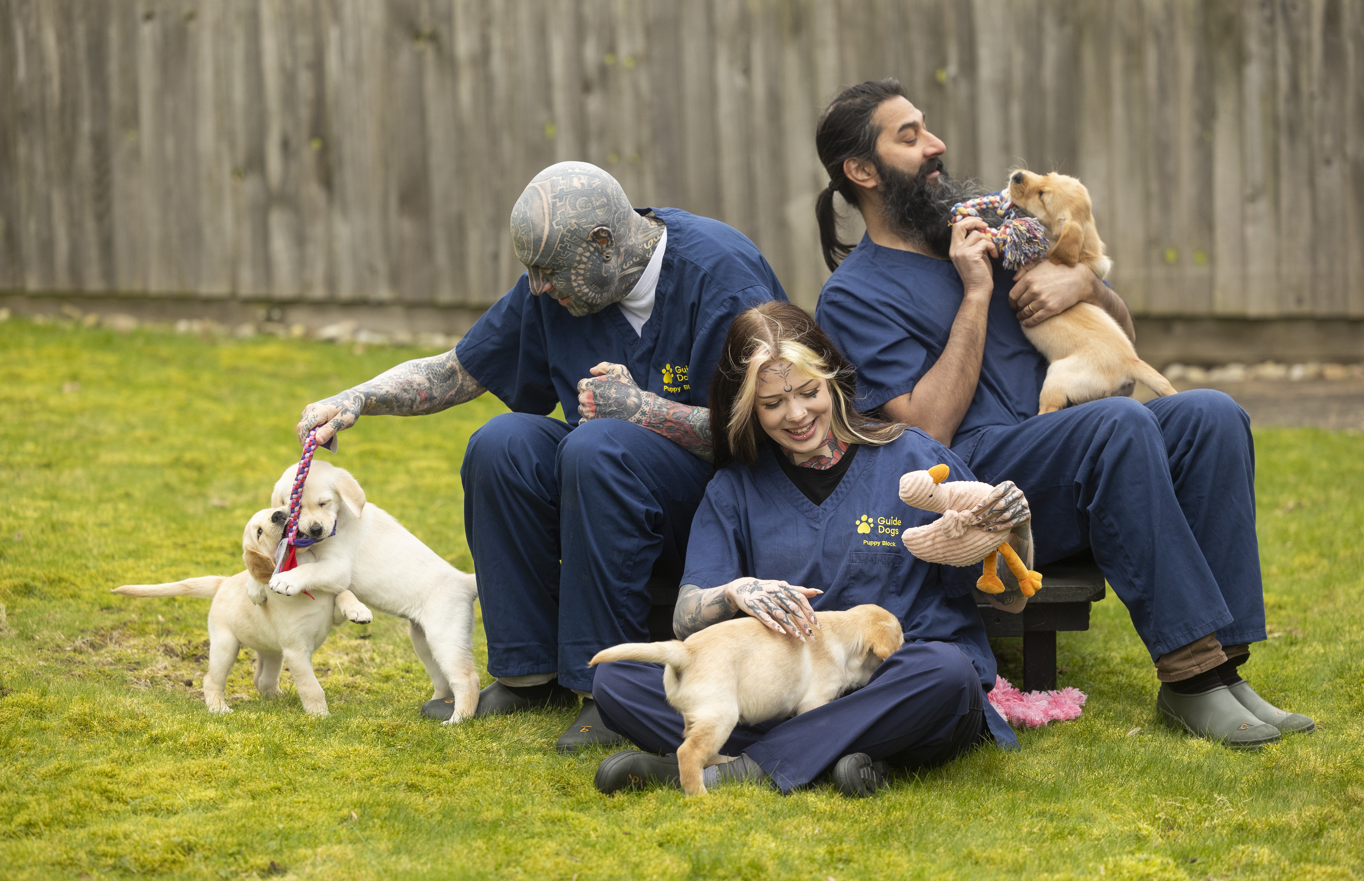 Three people sitting in a row, from left to right, a man with lots of facial tattoos, a woman with facial tattoos and piercings and another man with long hair and a very long beard. All are wearing blue Guide Dogs branded scrubs. The first man is holding a toy for two young guide dog puppies (yellow Labradors) to play with. The woman holds a yellow Labrador puppy in her lap and is also holding a stuffed duck. The last man is holding a young yellow Labrador guide dog puppy on his lap, whilst holding a stuffed toy that the puppy is playing with. 