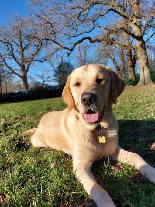 Winter, a yellow Labrador, lays in the grass with his tongue out. Behind him, the sky is bright blue and the trees are starting to grow leaves after winter.